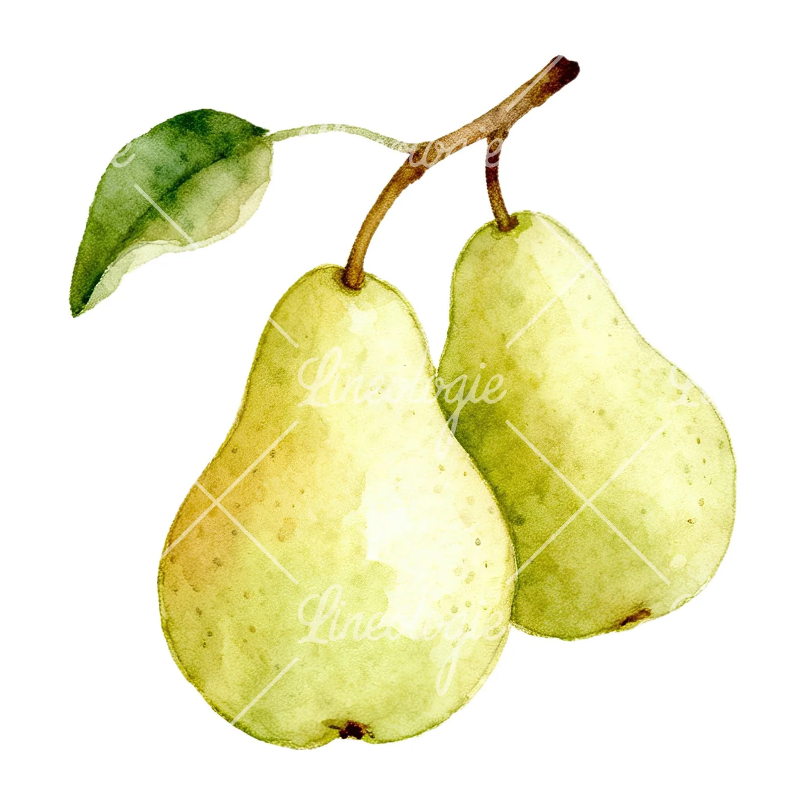 Watercolor pear and leaf clipart 7 of 12 on a white background (JPG)