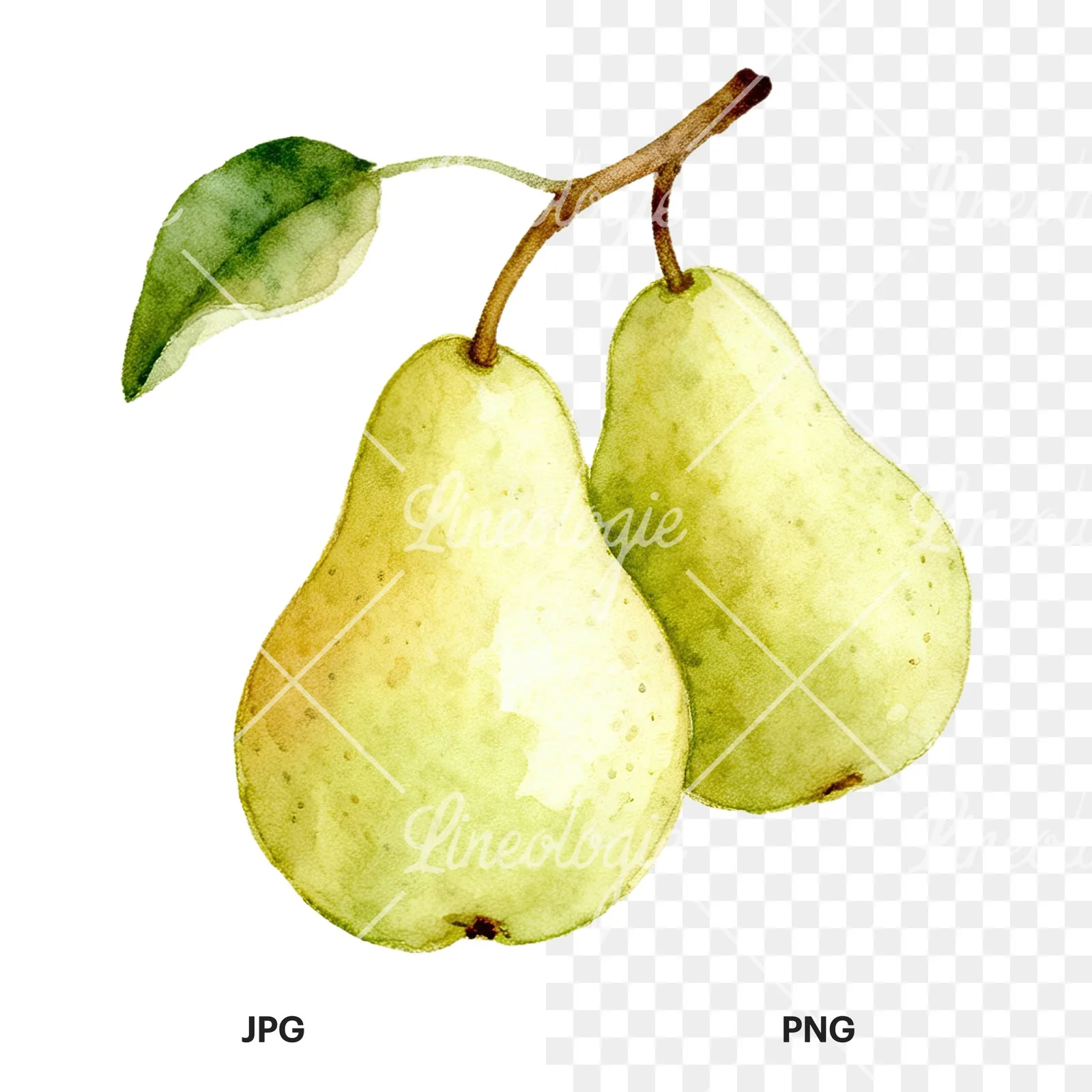 Watercolor pear and leaf clipart 7 of 12, as a JPG on white and a transparent PNG