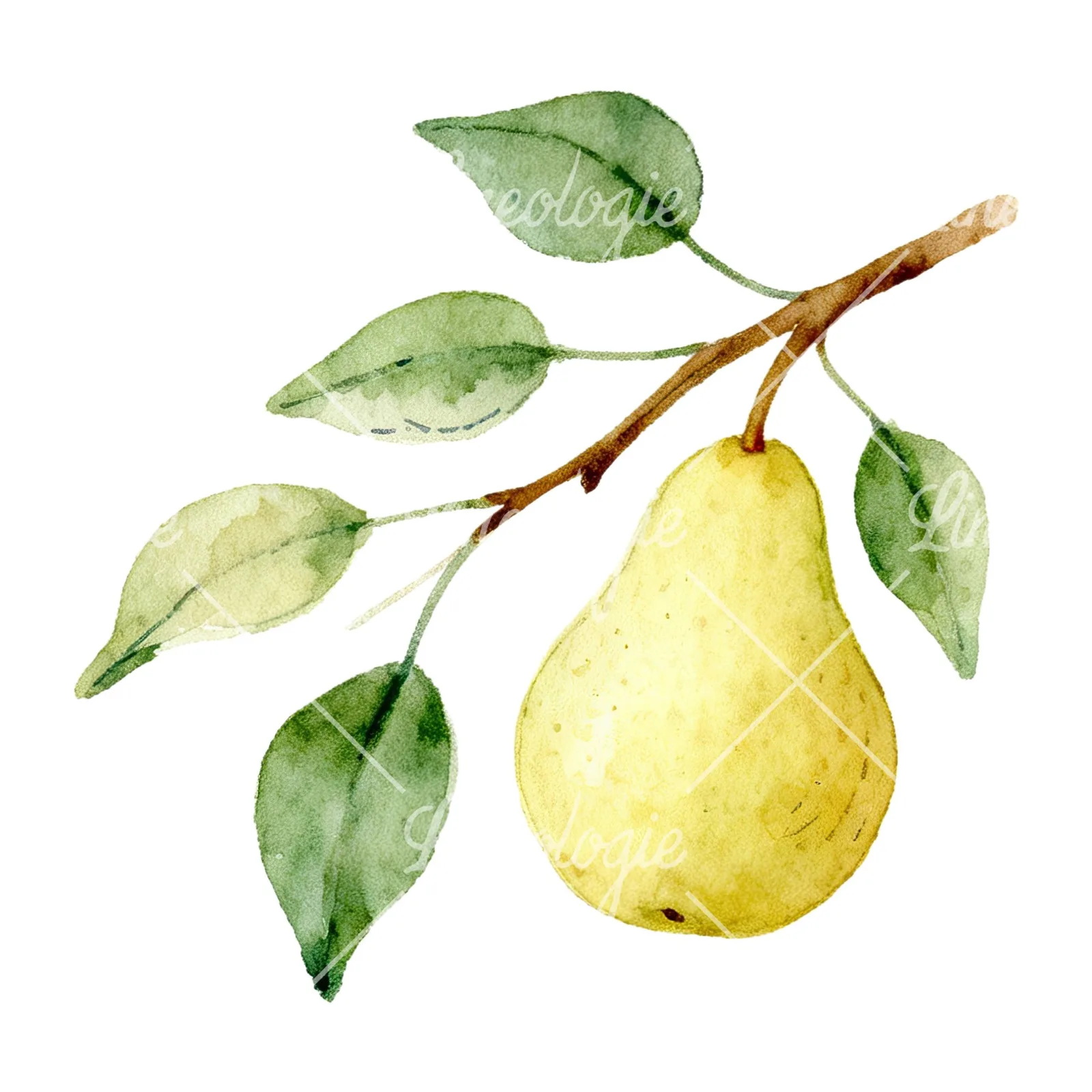Watercolor pear and leaf clipart 8 of 12 on a white background (JPG)
