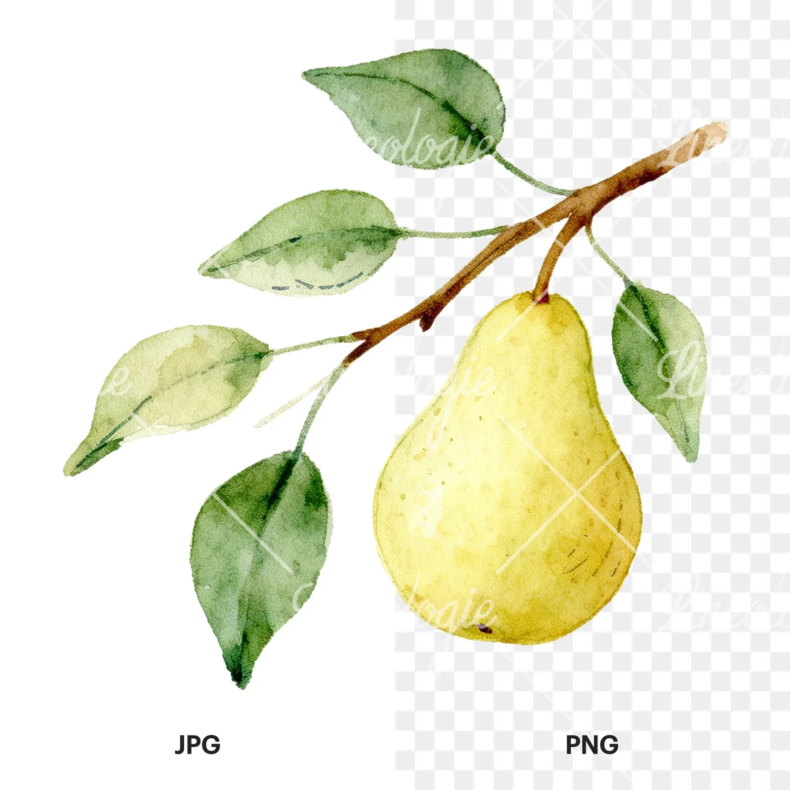 Watercolor pear and leaf clipart 8 of 12, as a JPG on white and a transparent PNG