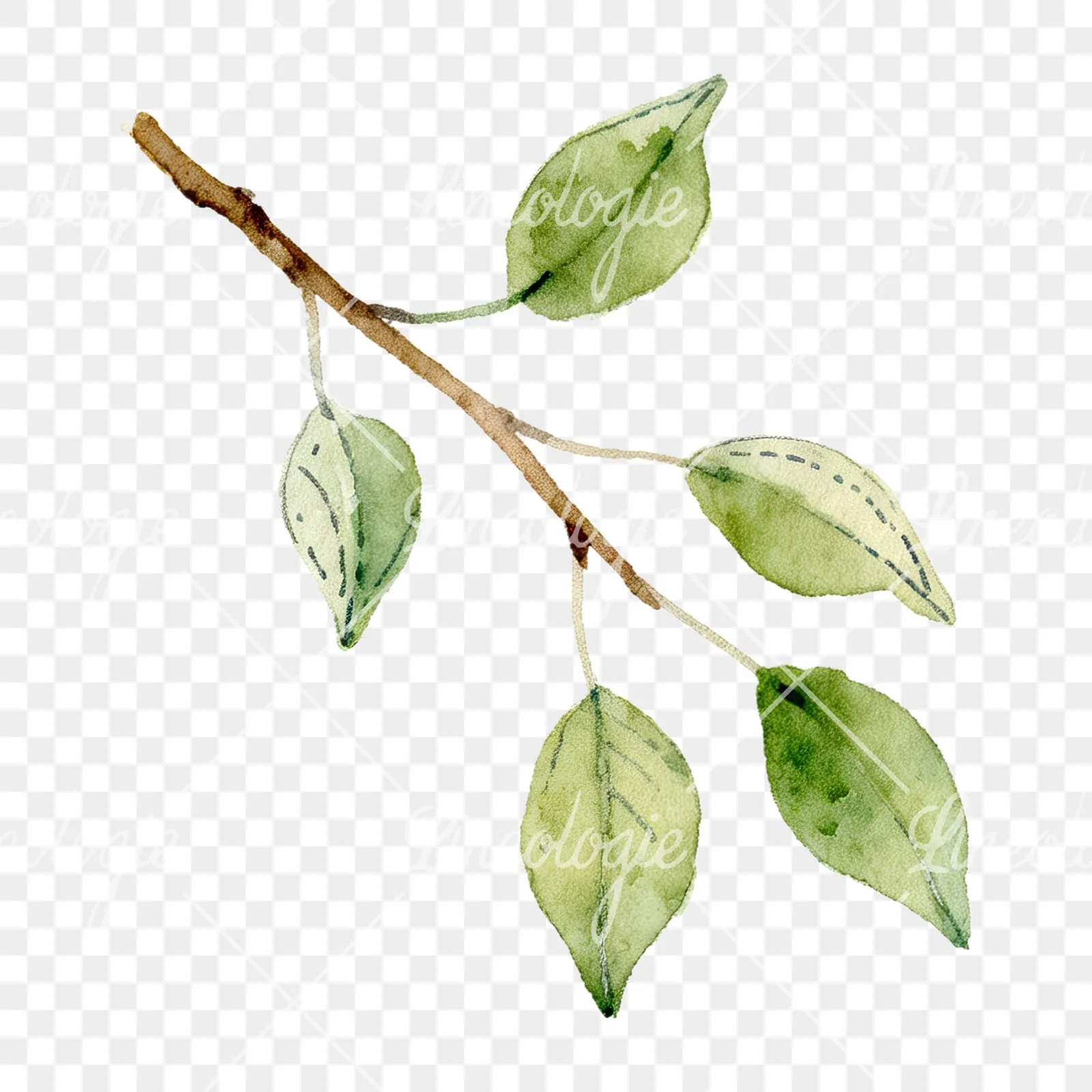 Watercolor pear and leaf clipart 9 of 12 on a transparent background (PNG)