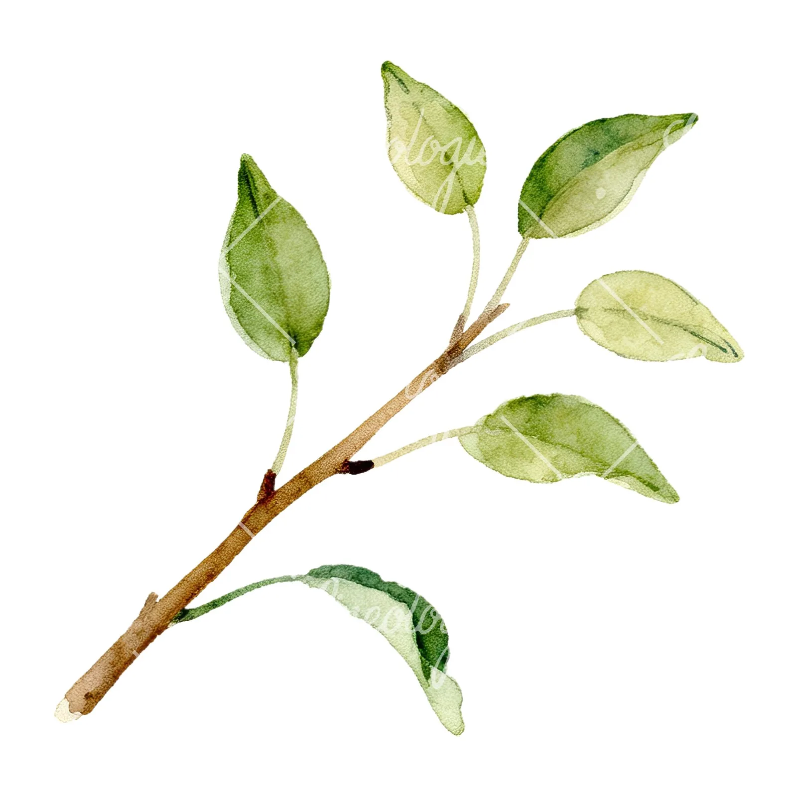Watercolor pear and leaf clipart 10 of 12 on a white background (JPG)