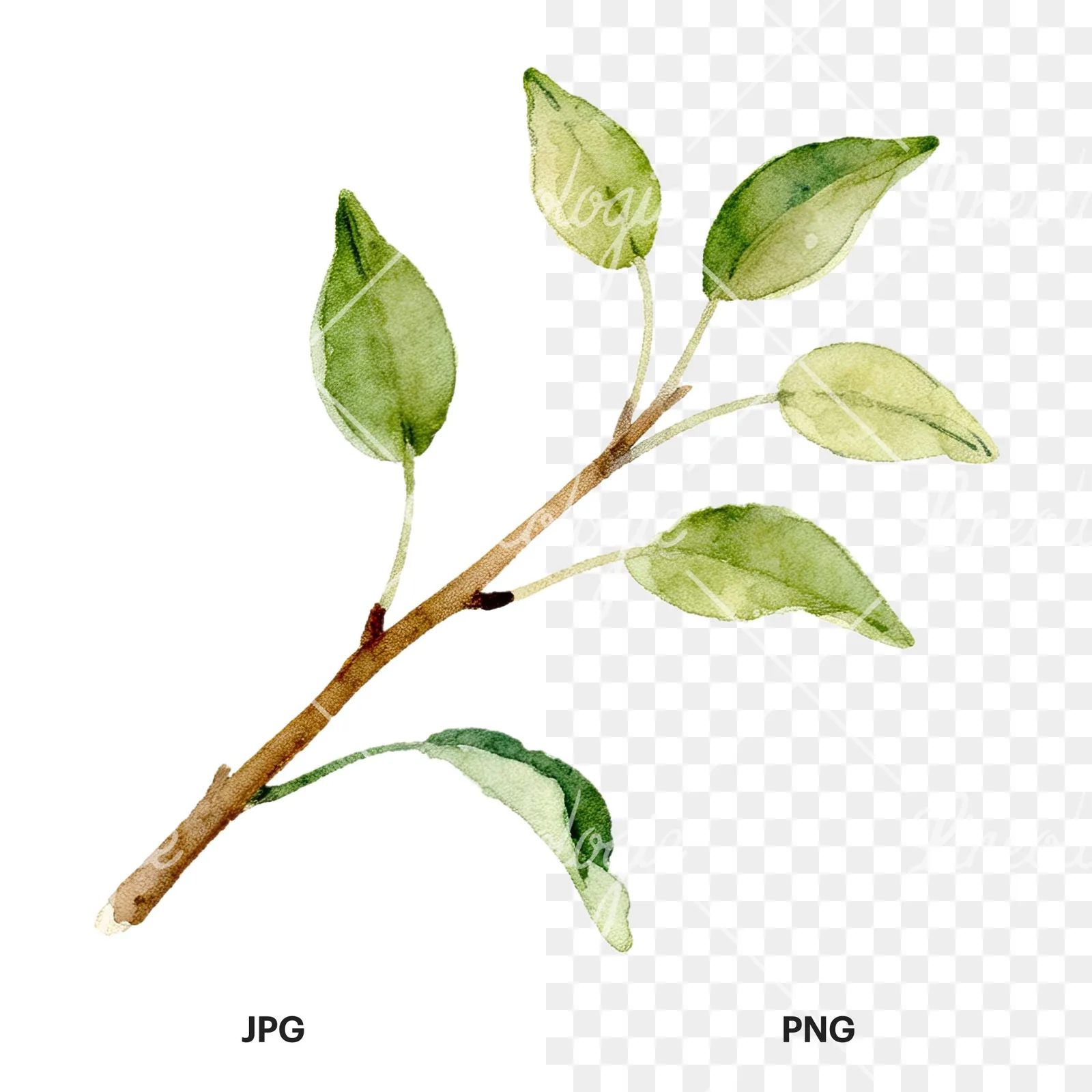 Watercolor pear and leaf clipart 10 of 12, as a JPG on white and a transparent PNG