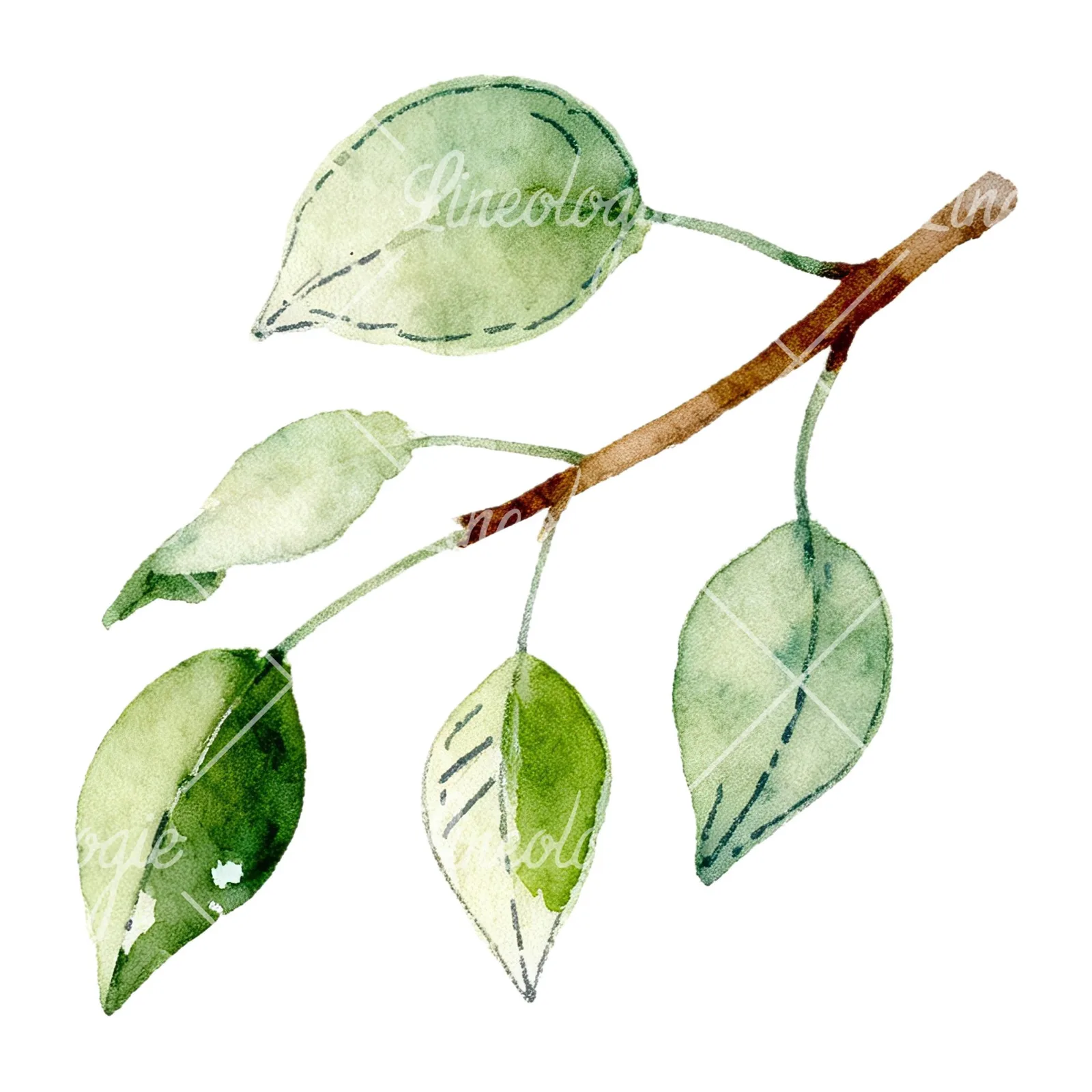 Watercolor pear and leaf clipart 11 of 12 on a white background (JPG)