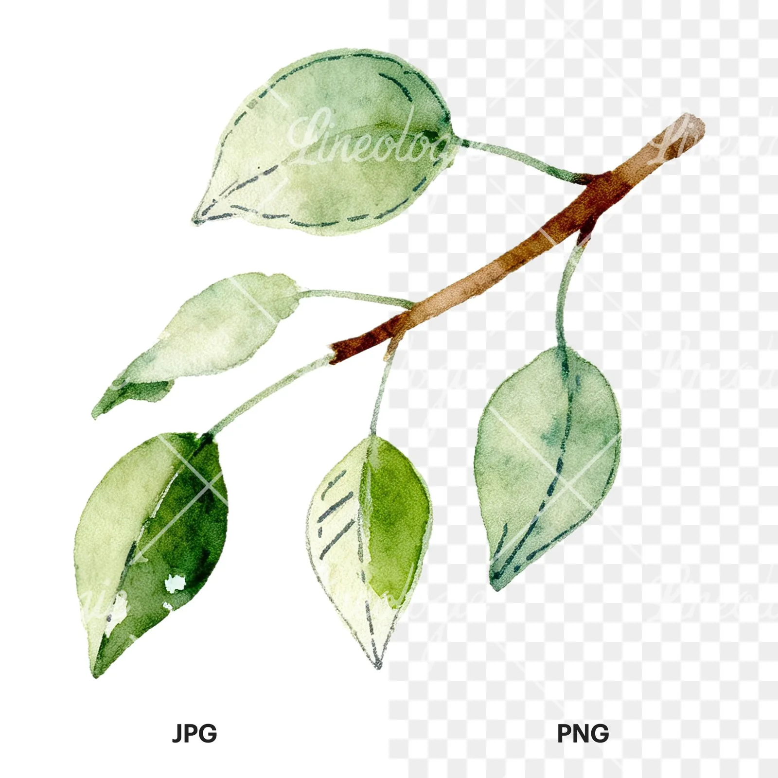 Watercolor pear and leaf clipart 11 of 12, as a JPG on white and a transparent PNG