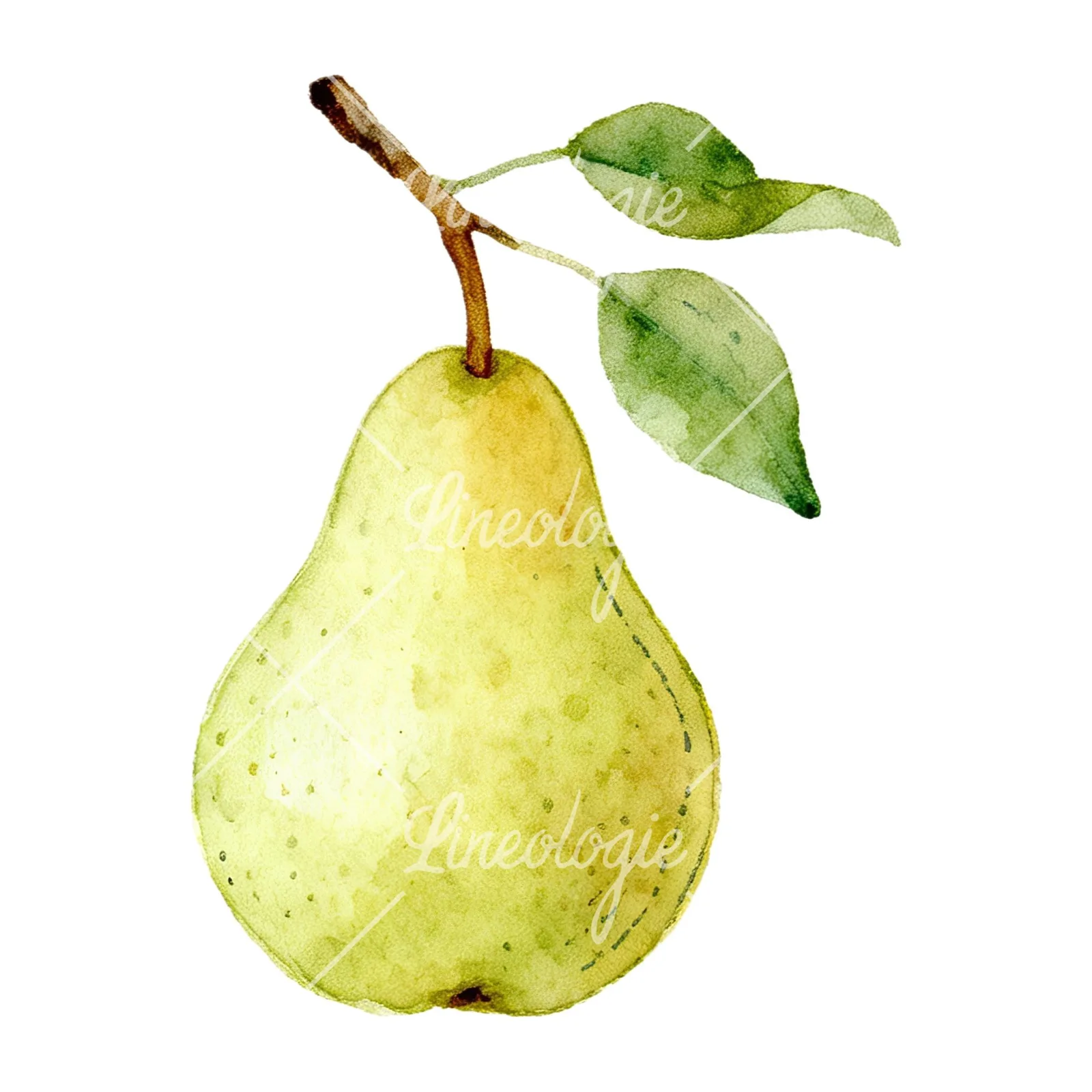 Watercolor pear and leaf clipart 12 of 12 on a white background (JPG)