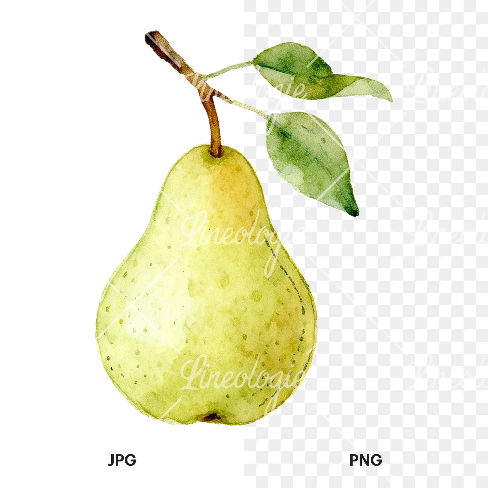 Watercolor pear and leaf clipart 12 of 12, as a JPG on white and a transparent PNG