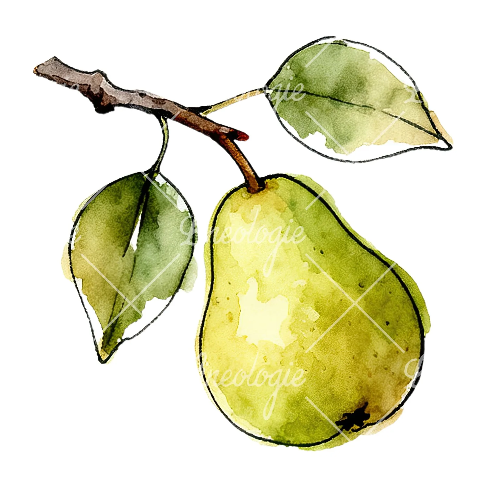 Watercolor speckled pear branch clipart 1 of 12 on a white background (JPG)