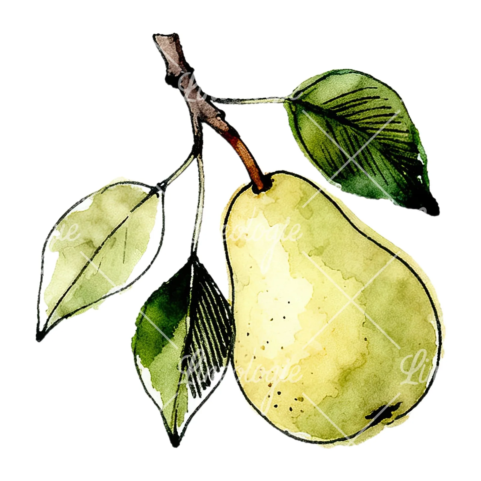 Watercolor speckled pear branch clipart 2 of 12 on a white background (JPG)