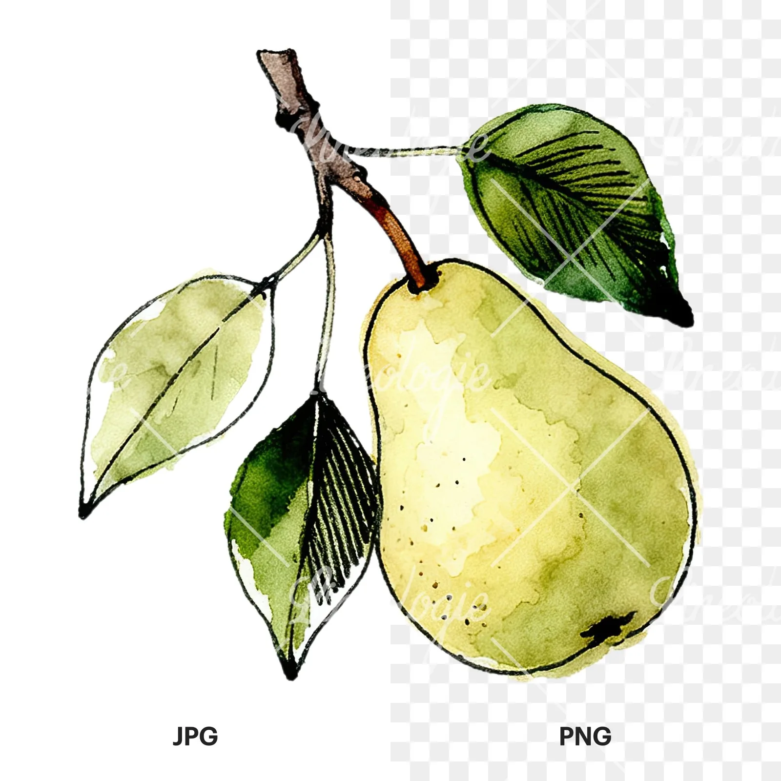 Watercolor speckled pear branch clipart 2 of 12, as a JPG on white and a transparent PNG