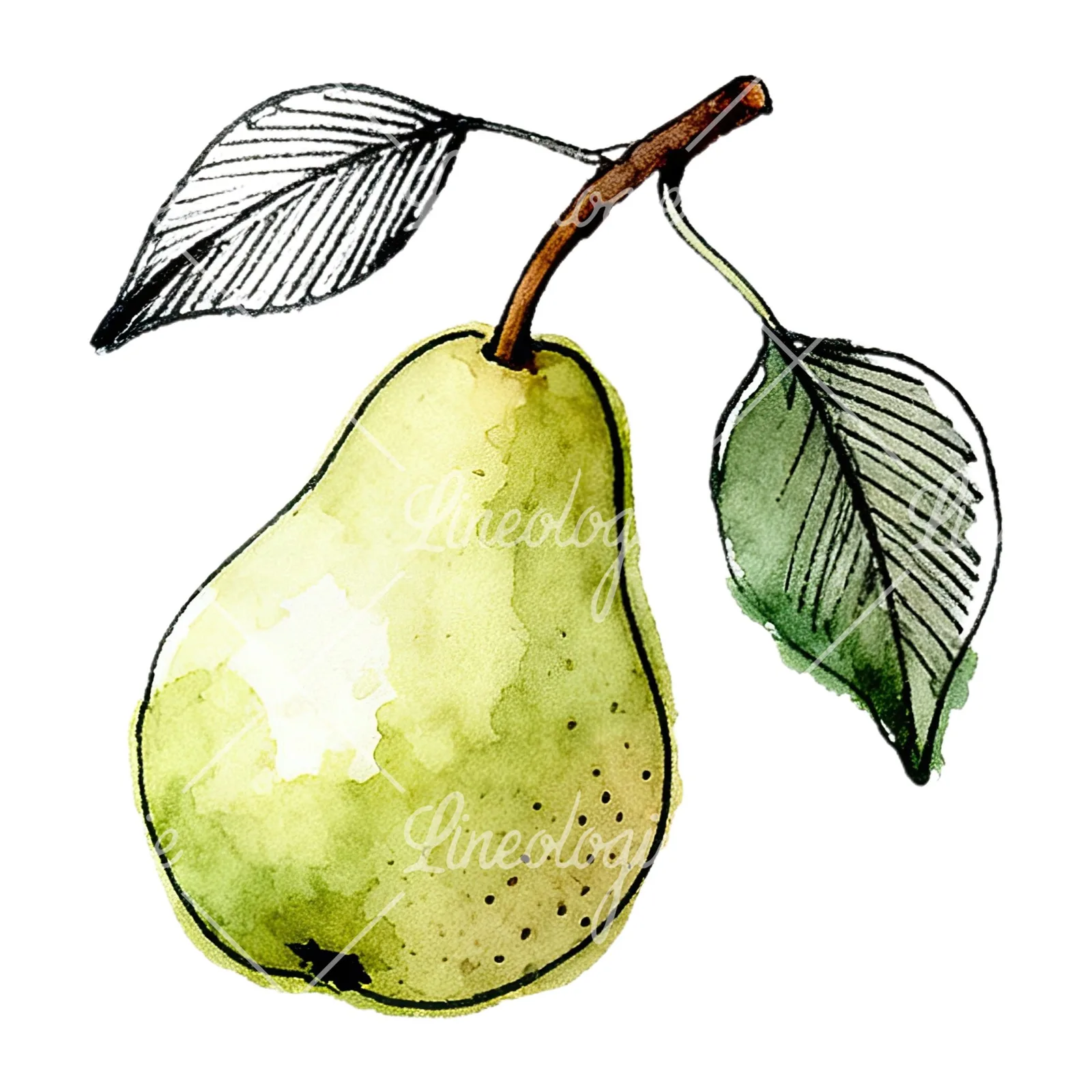 Watercolor speckled pear branch clipart 3 of 12 on a white background (JPG)