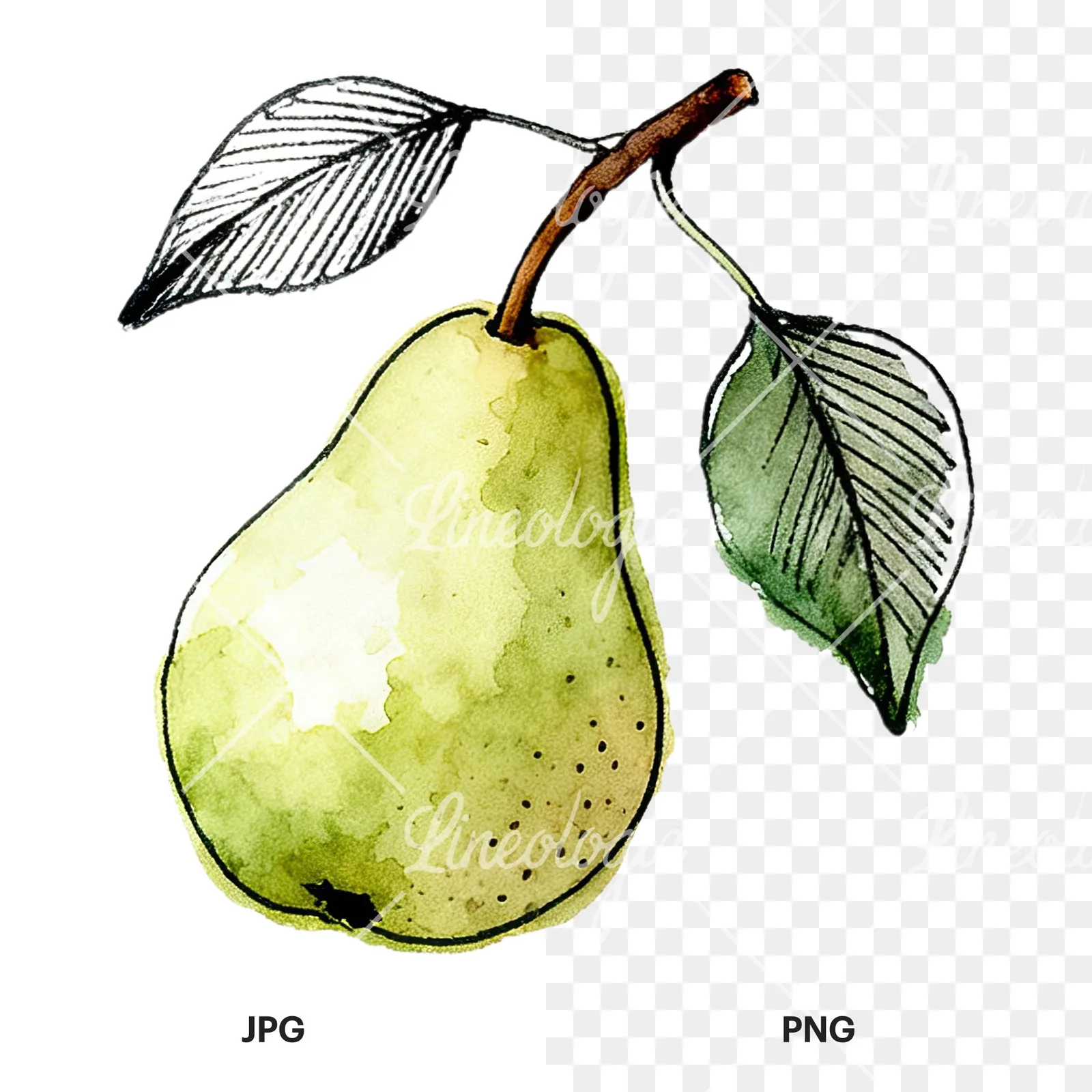 Watercolor speckled pear branch clipart 3 of 12, as a JPG on white and a transparent PNG