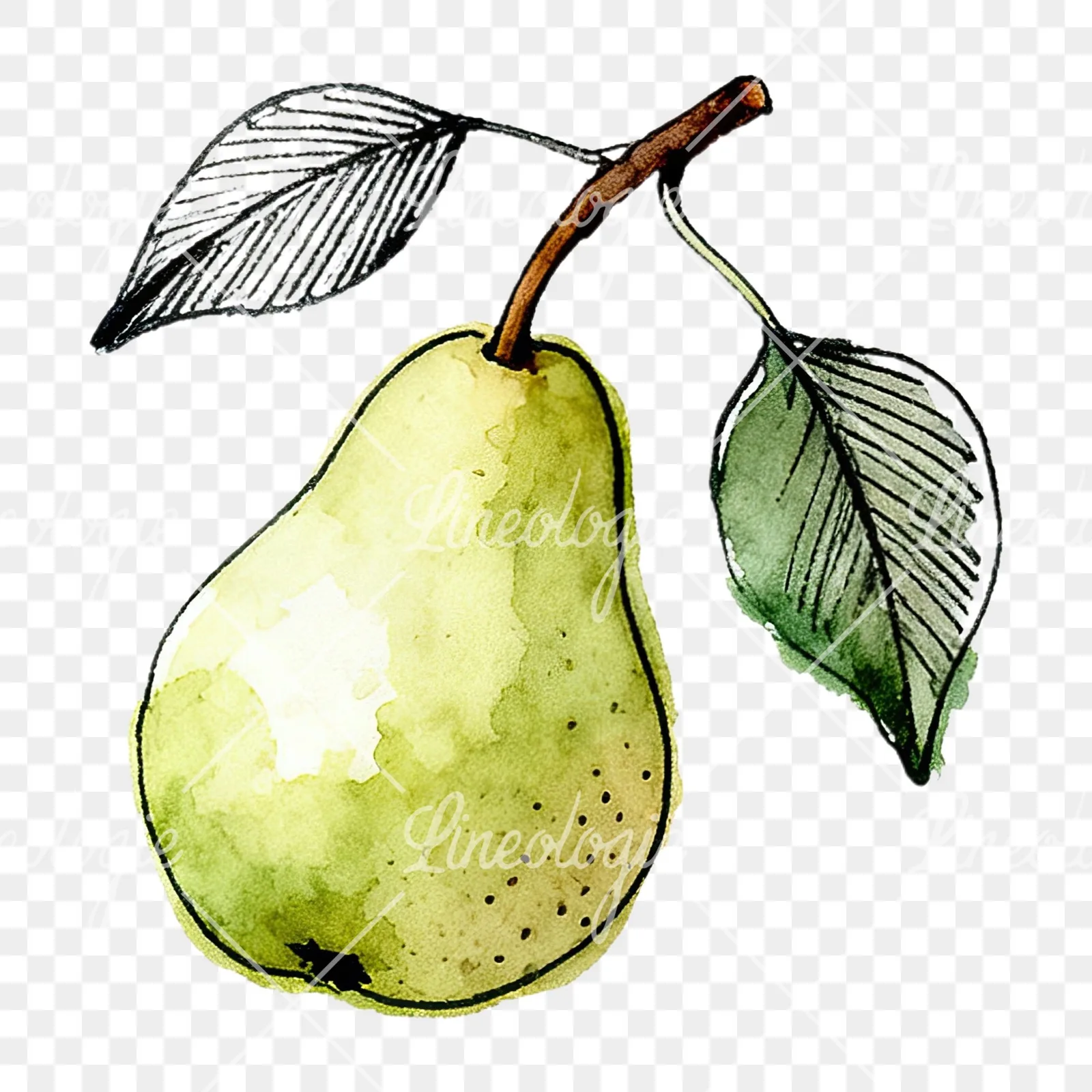 Watercolor speckled pear branch clipart 3 of 12 on a transparent background (PNG)