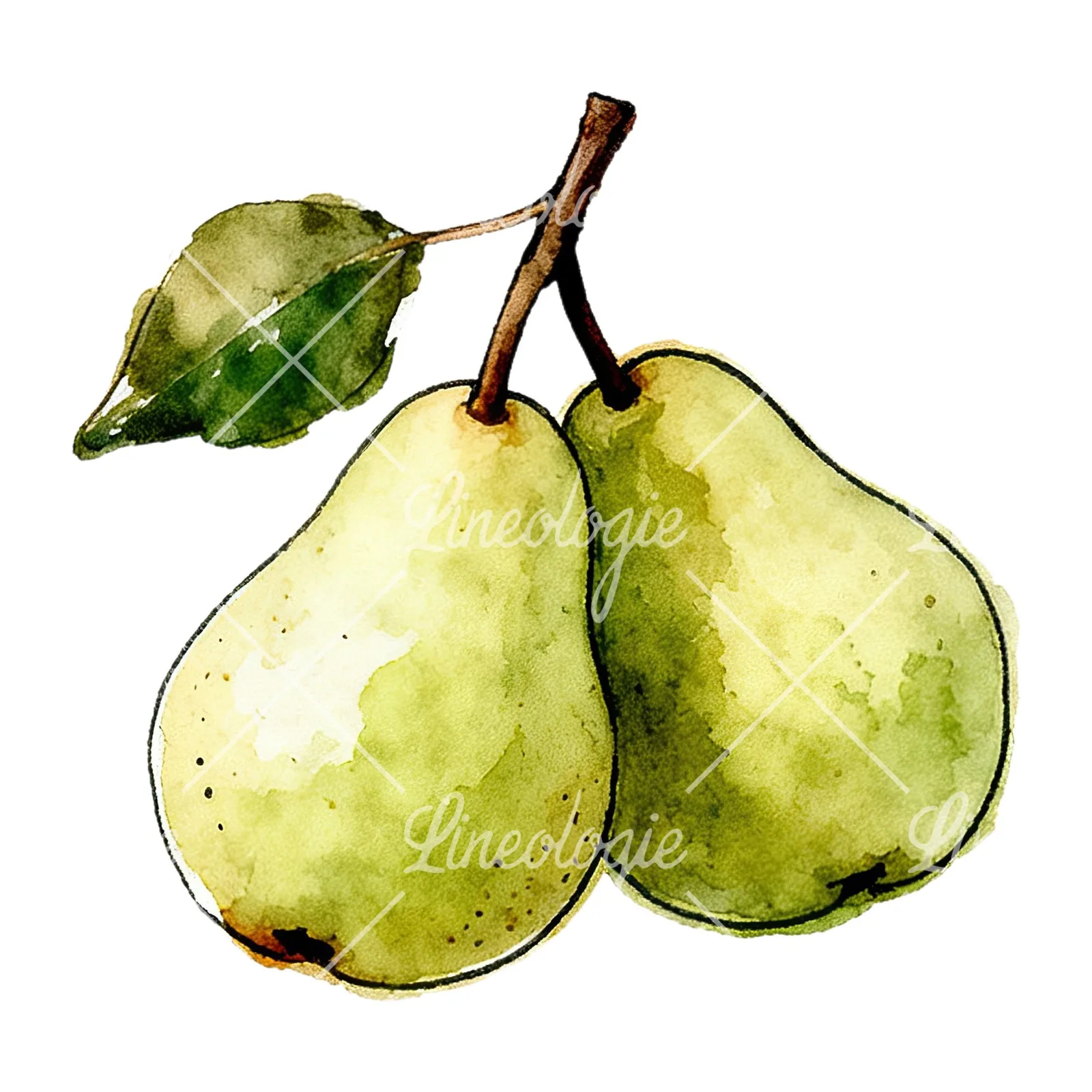 Watercolor speckled pear branch clipart 5 of 12 on a white background (JPG)