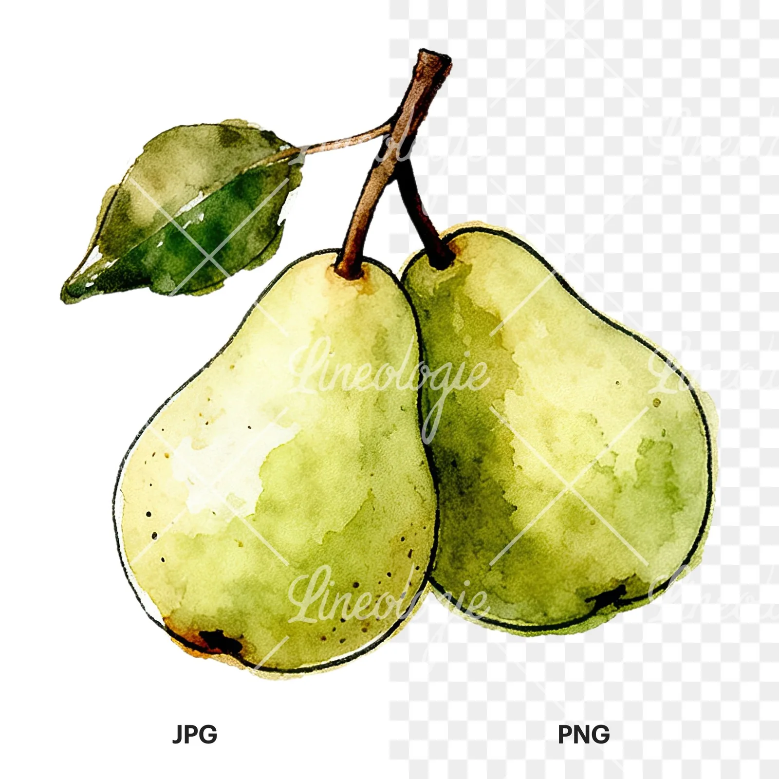 Watercolor speckled pear branch clipart 5 of 12, as a JPG on white and a transparent PNG
