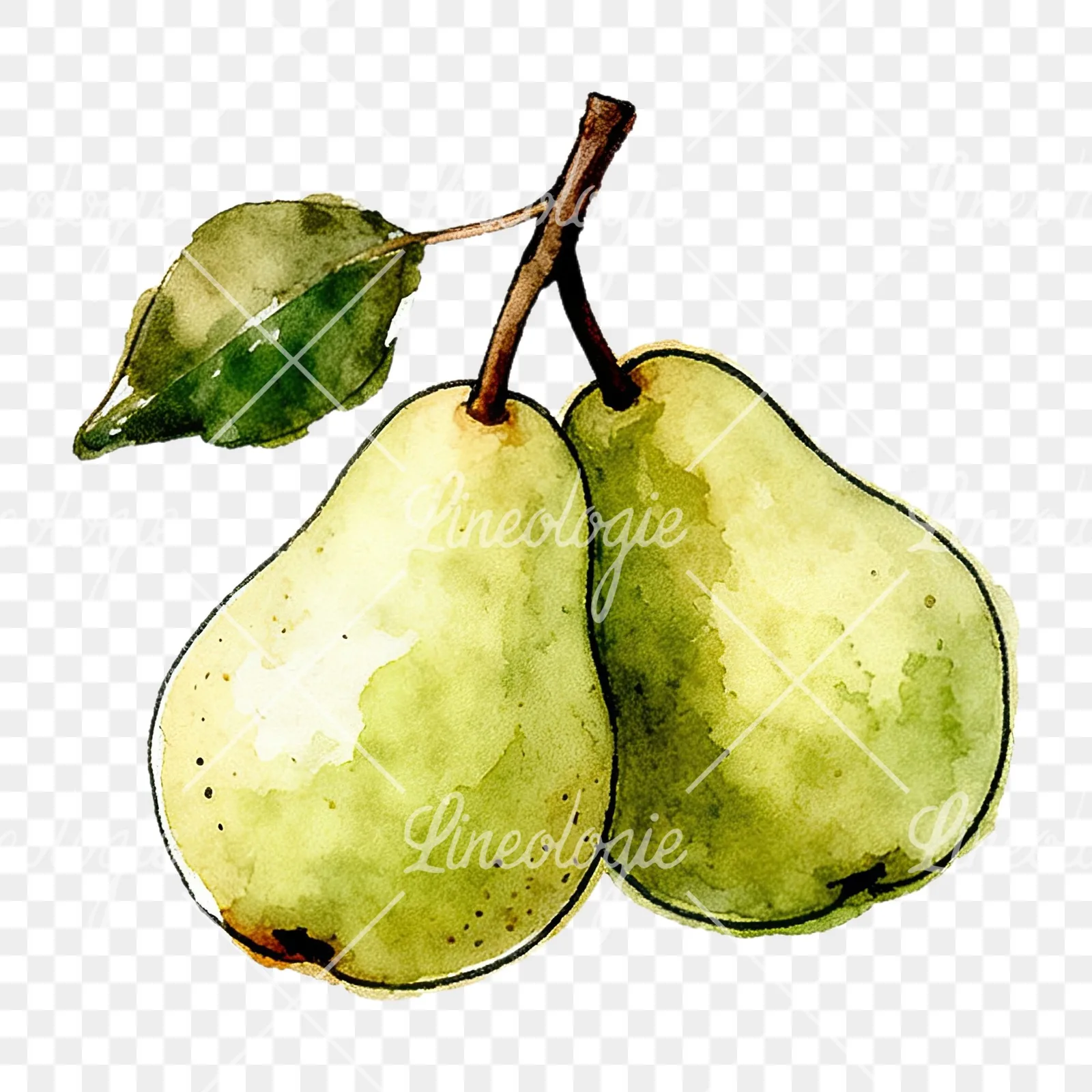 Watercolor speckled pear branch clipart 5 of 12 on a transparent background (PNG)