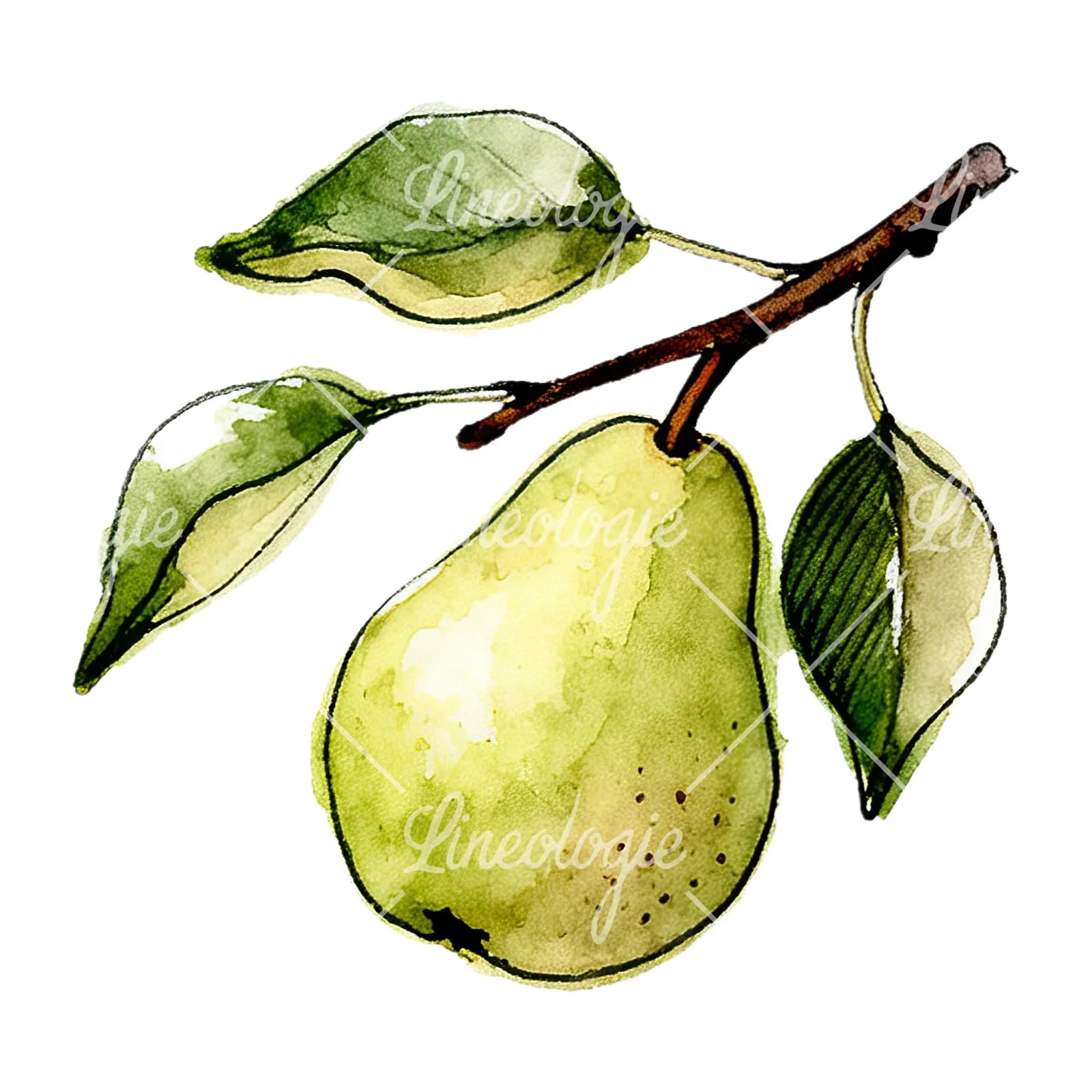 Watercolor speckled pear branch clipart 6 of 12 on a white background (JPG)