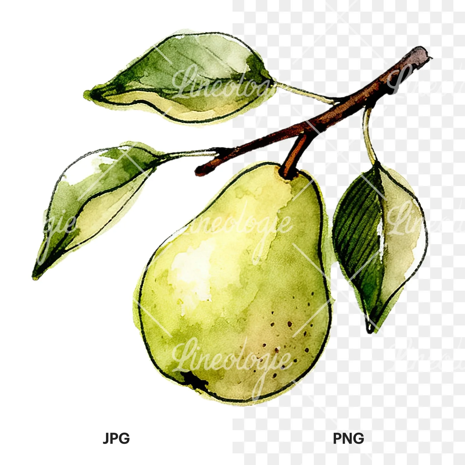 Watercolor speckled pear branch clipart 6 of 12, as a JPG on white and a transparent PNG