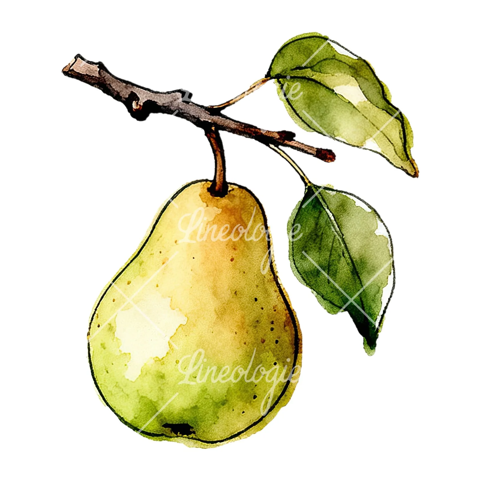 Watercolor speckled pear branch clipart 7 of 12 on a white background (JPG)