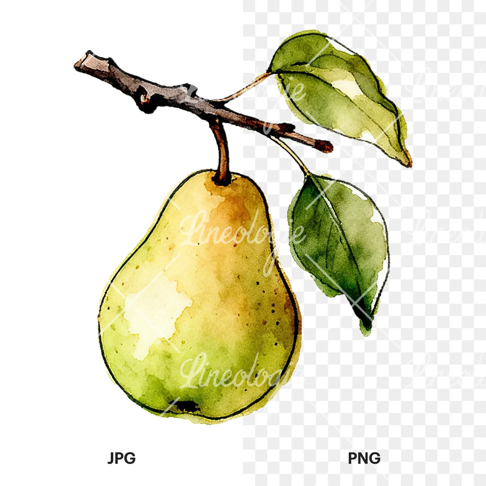 Watercolor speckled pear branch clipart 7 of 12, as a JPG on white and a transparent PNG