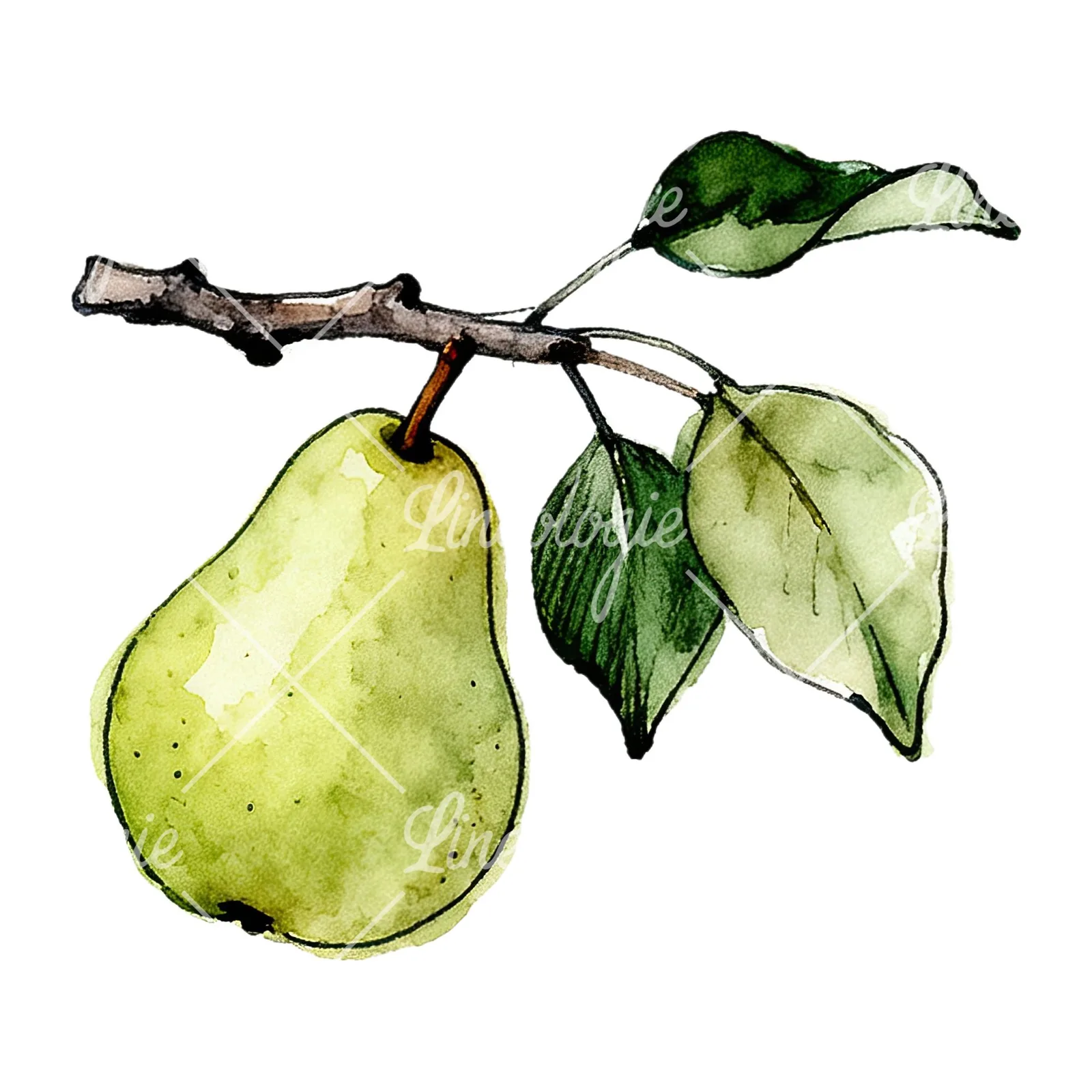 Watercolor speckled pear branch clipart 8 of 12 on a white background (JPG)