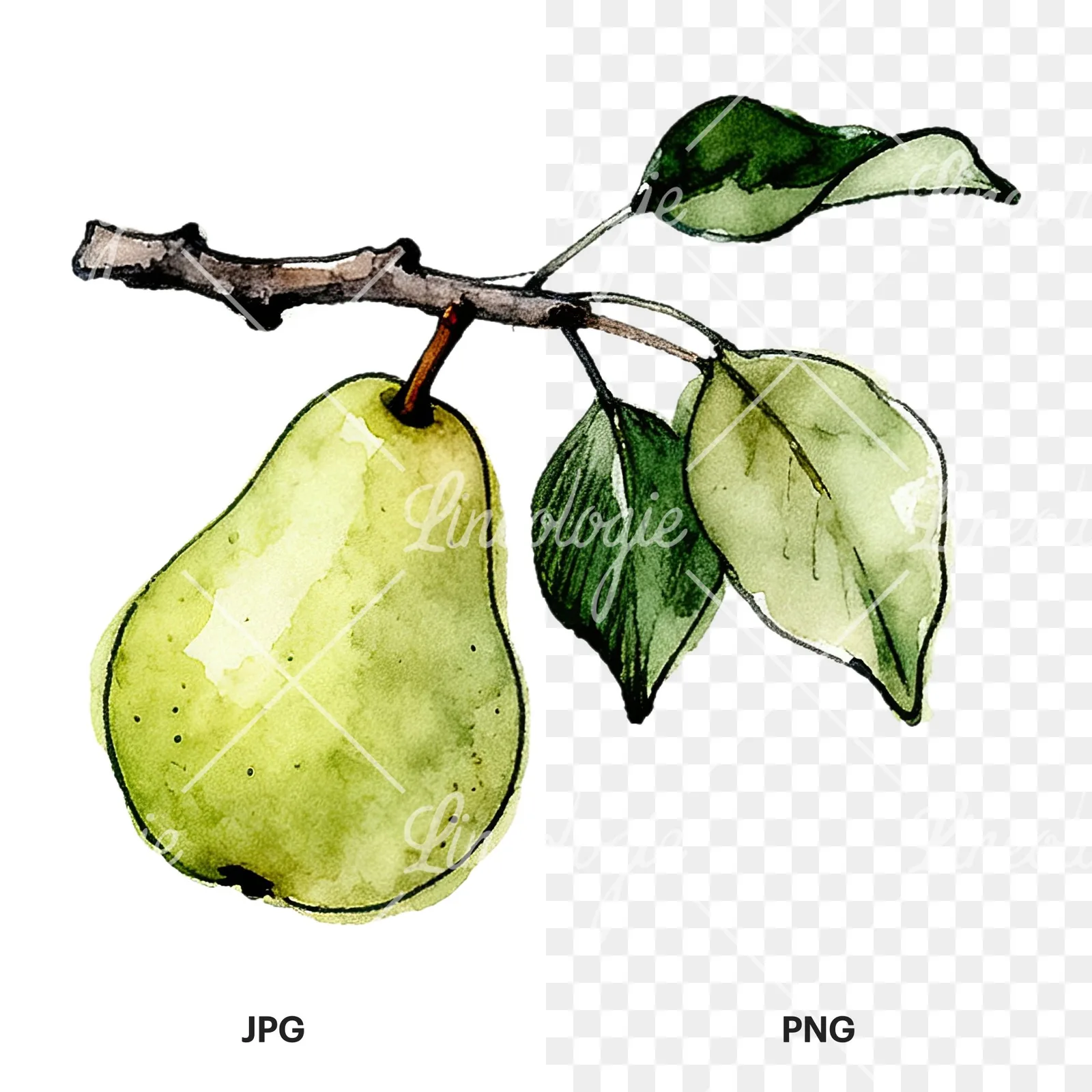 Watercolor speckled pear branch clipart 8 of 12, as a JPG on white and a transparent PNG