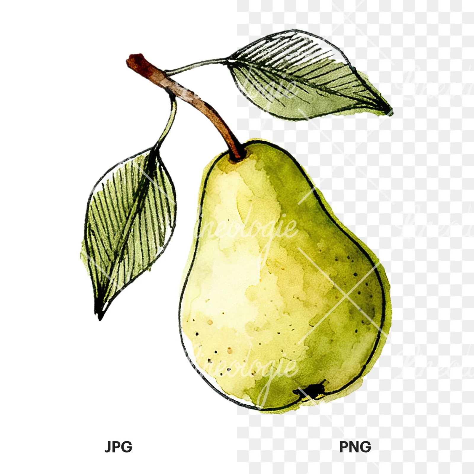 Watercolor speckled pear branch clipart 9 of 12, as a JPG on white and a transparent PNG