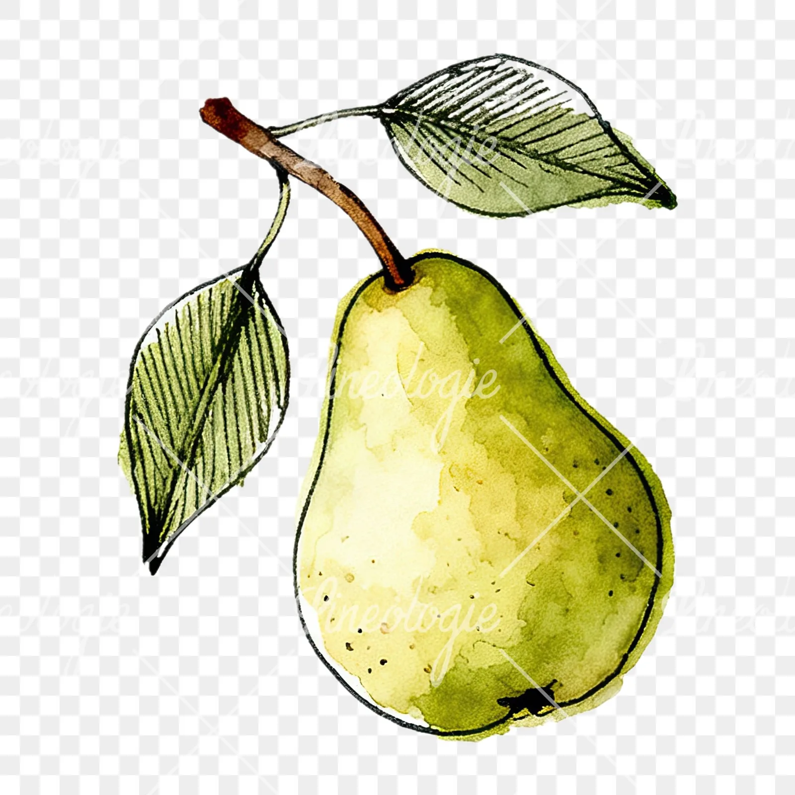 Watercolor speckled pear branch clipart 9 of 12 on a transparent background (PNG)