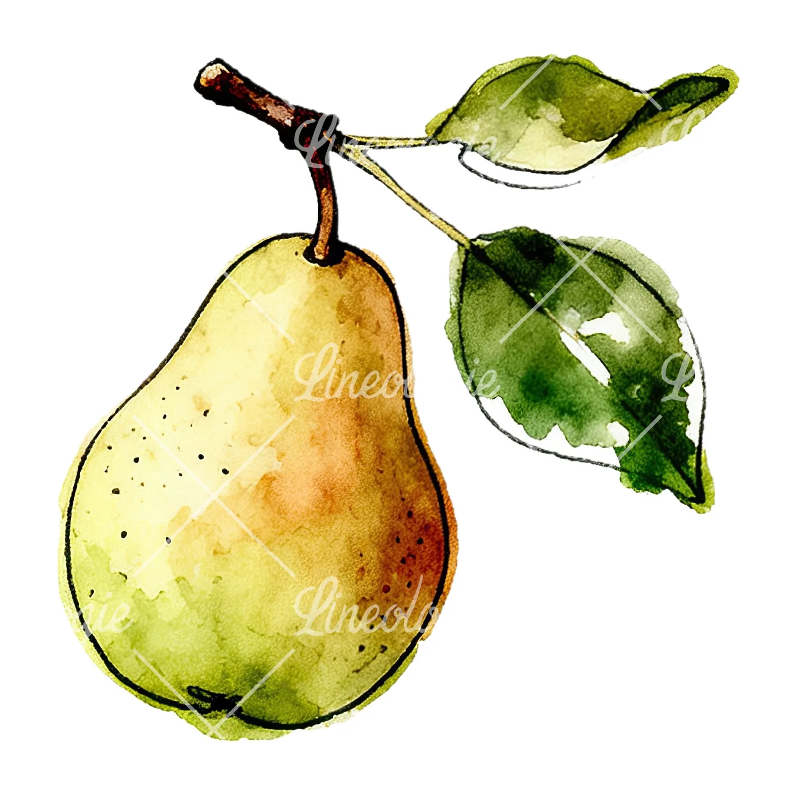 Watercolor speckled pear branch clipart 10 of 12 on a white background (JPG)
