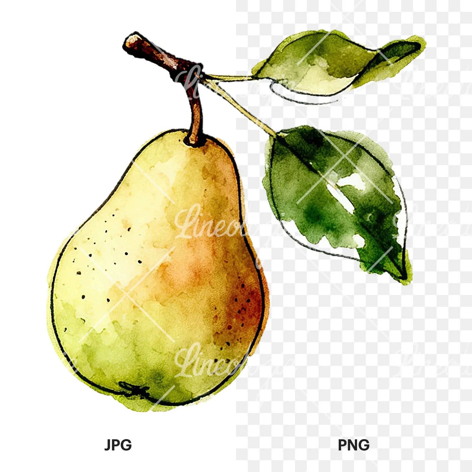 Watercolor speckled pear branch clipart 10 of 12, as a JPG on white and a transparent PNG