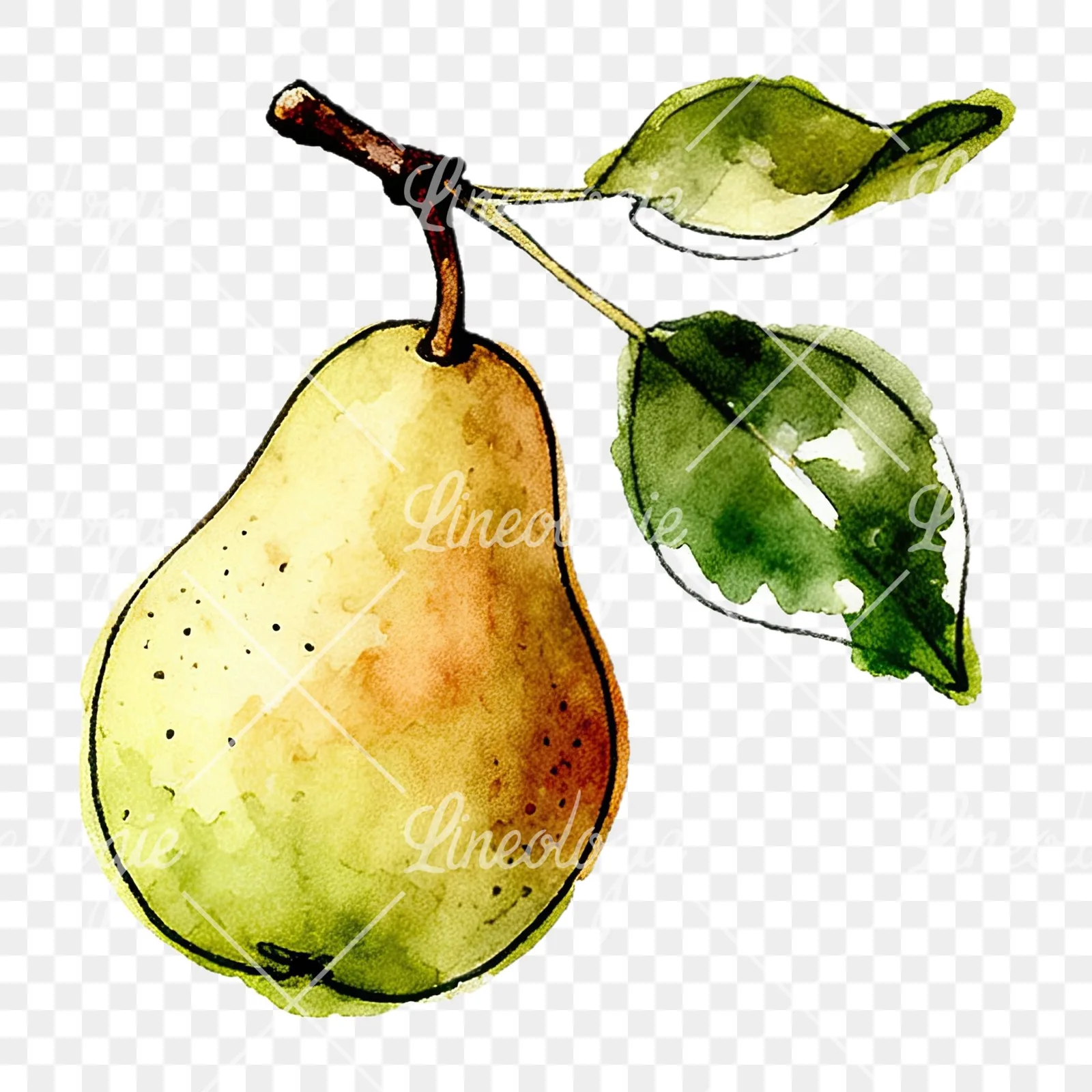 Watercolor speckled pear branch clipart 10 of 12 on a transparent background (PNG)