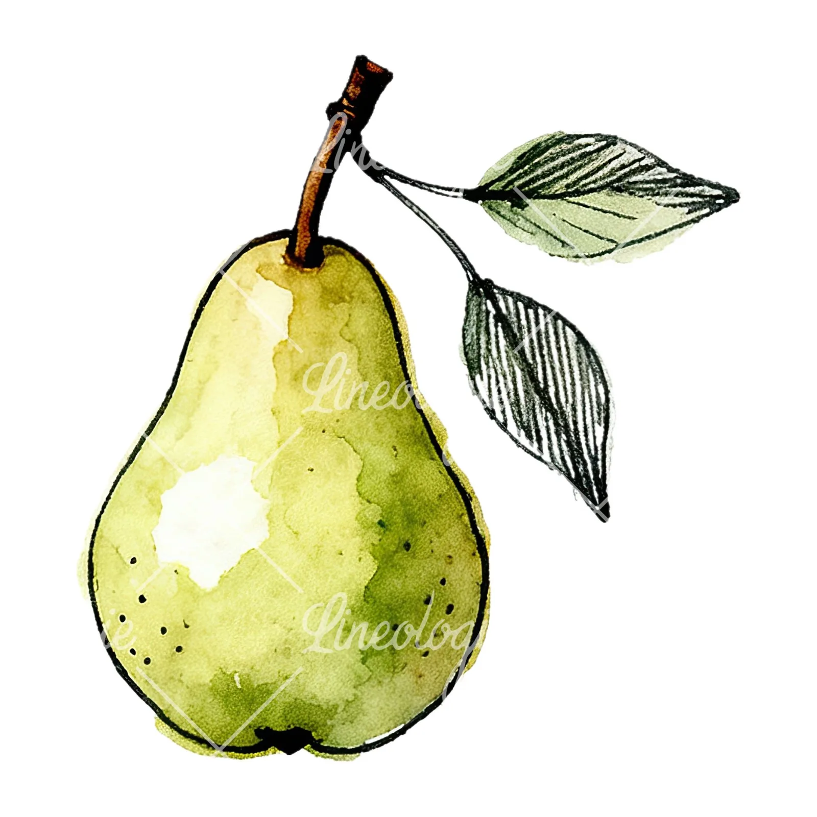 Watercolor speckled pear branch clipart 11 of 12 on a white background (JPG)