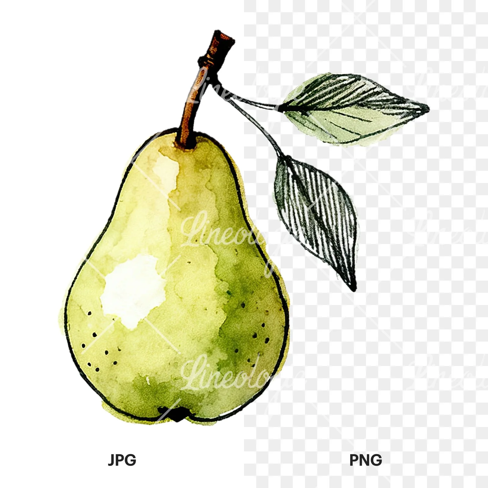 Watercolor speckled pear branch clipart 11 of 12, as a JPG on white and a transparent PNG