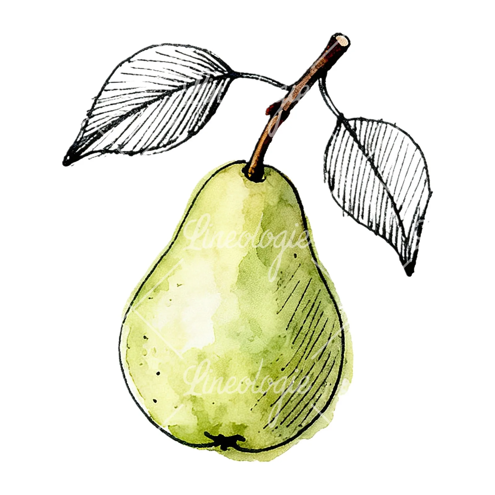 Watercolor speckled pear branch clipart 12 of 12 on a white background (JPG)