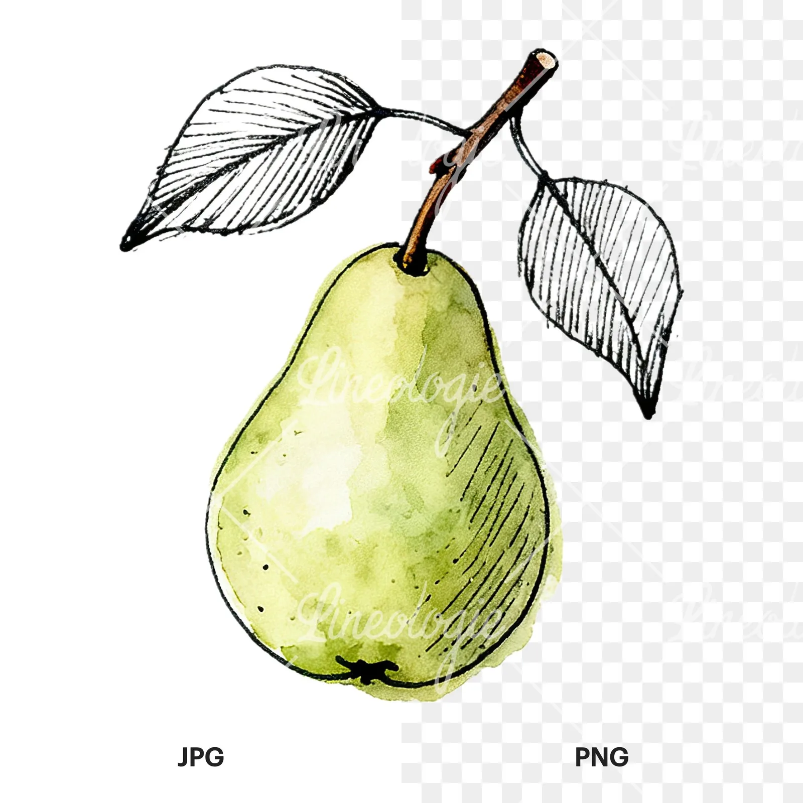 Watercolor speckled pear branch clipart 12 of 12, as a JPG on white and a transparent PNG
