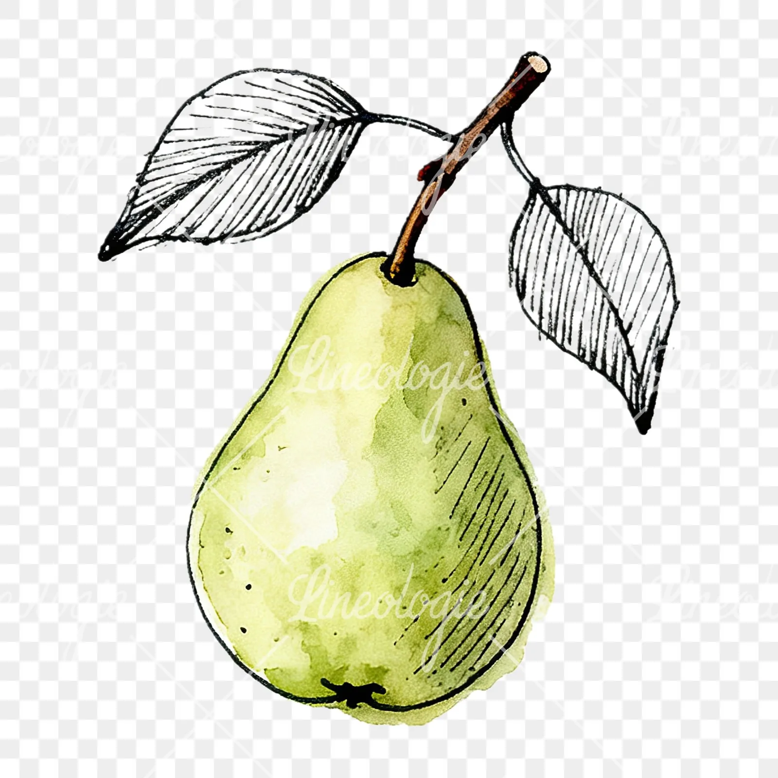 Watercolor speckled pear branch clipart 12 of 12 on a transparent background (PNG)
