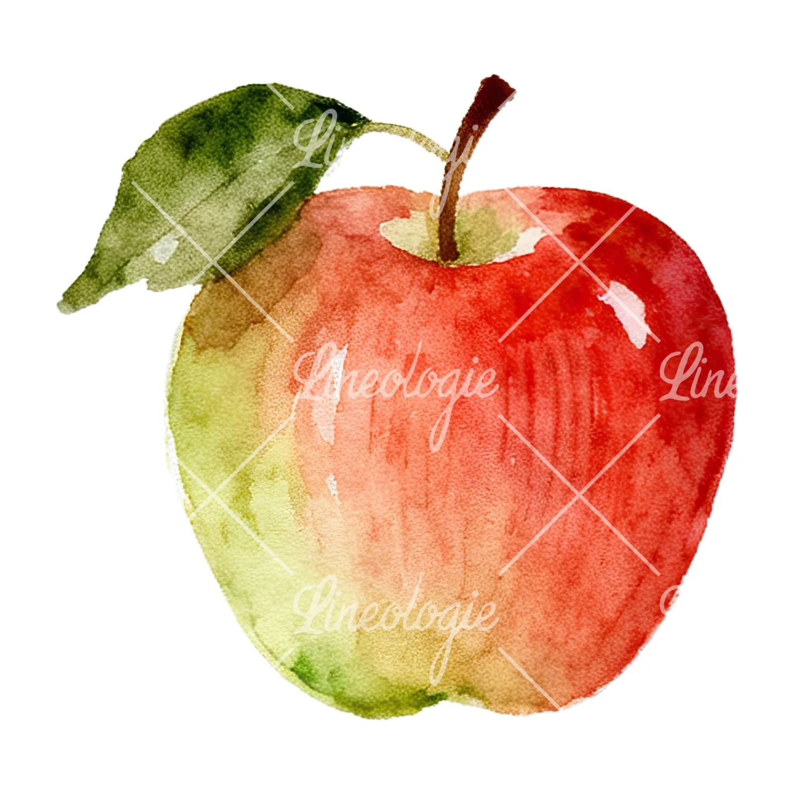 Watercolor red and green apple clipart 1 of 12 on a white background (JPG)