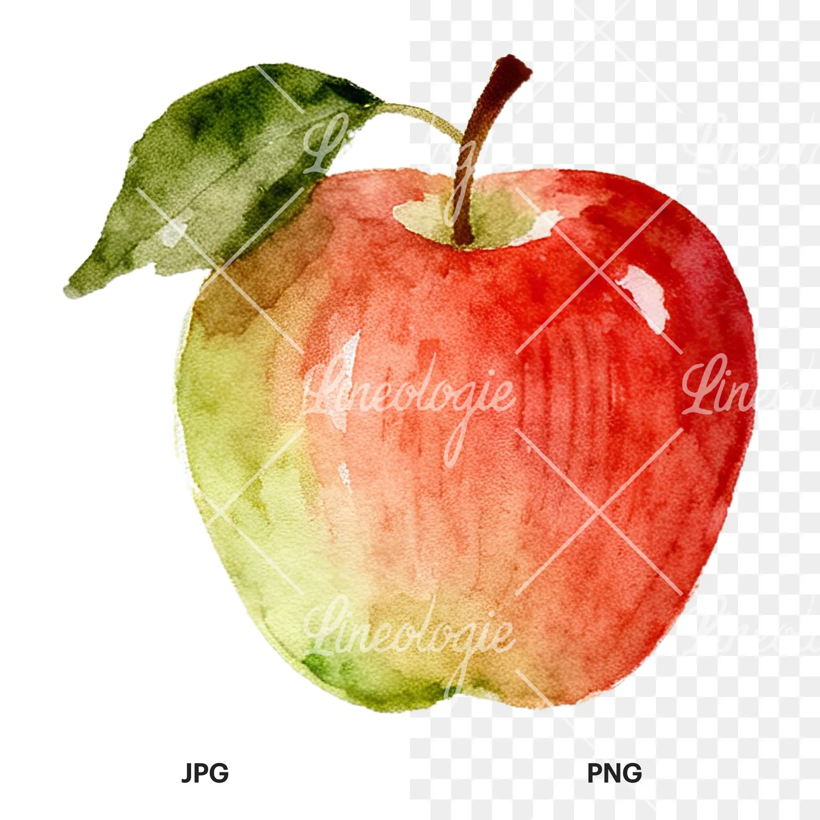 Watercolor red and green apple clipart 1 of 12, as a JPG on white and a transparent PNG