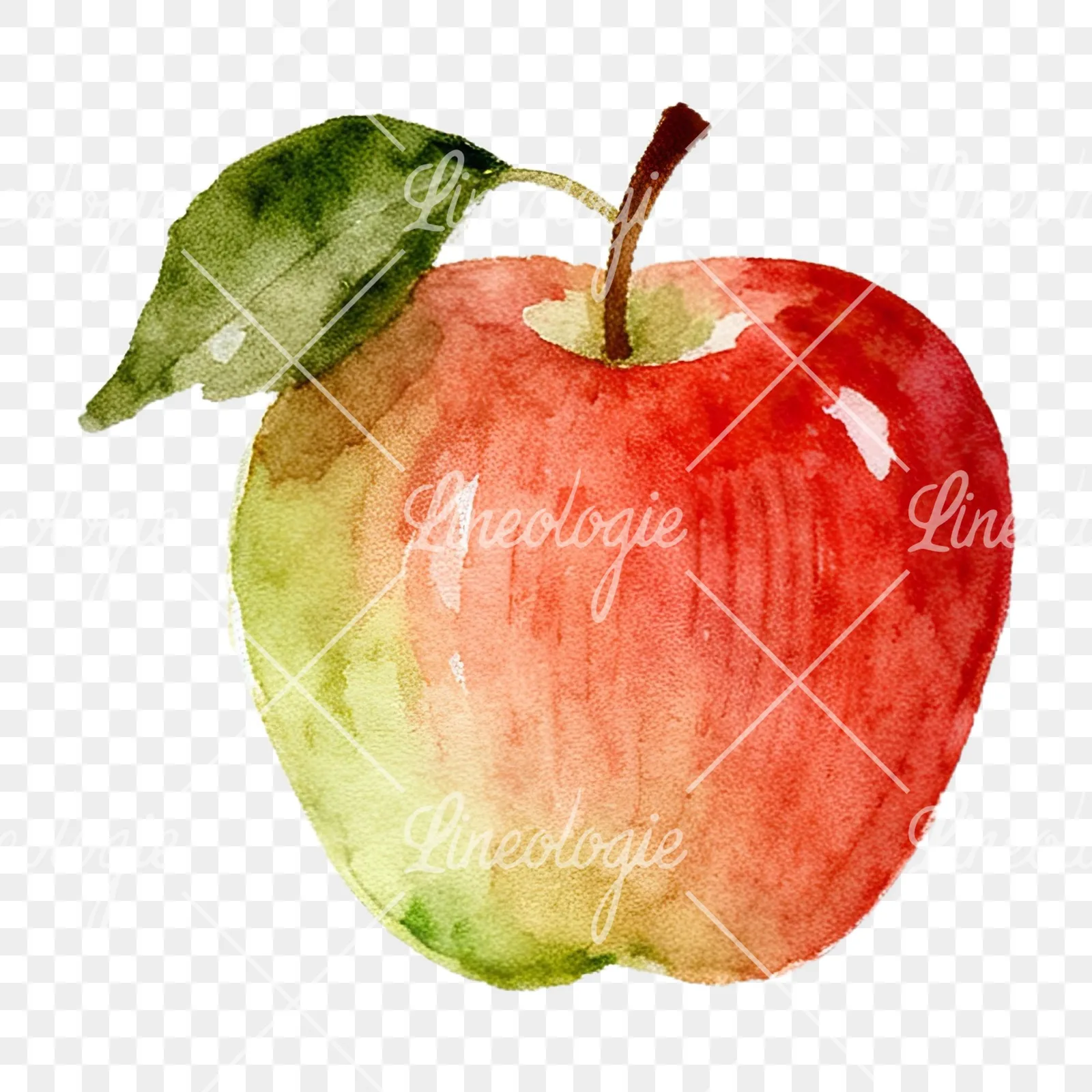 Watercolor red and green apple clipart 1 of 12 on a transparent background (PNG)