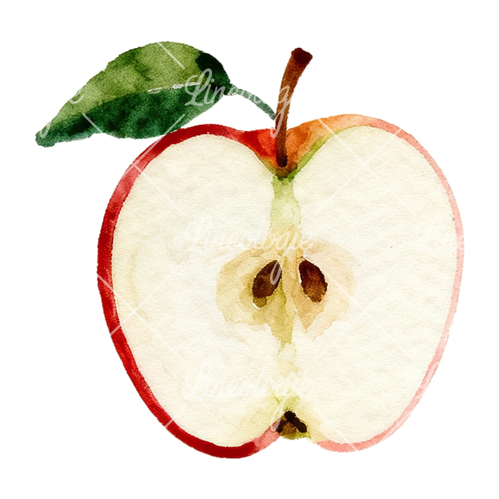 Watercolor red and green apple clipart 2 of 12 on a white background (JPG)