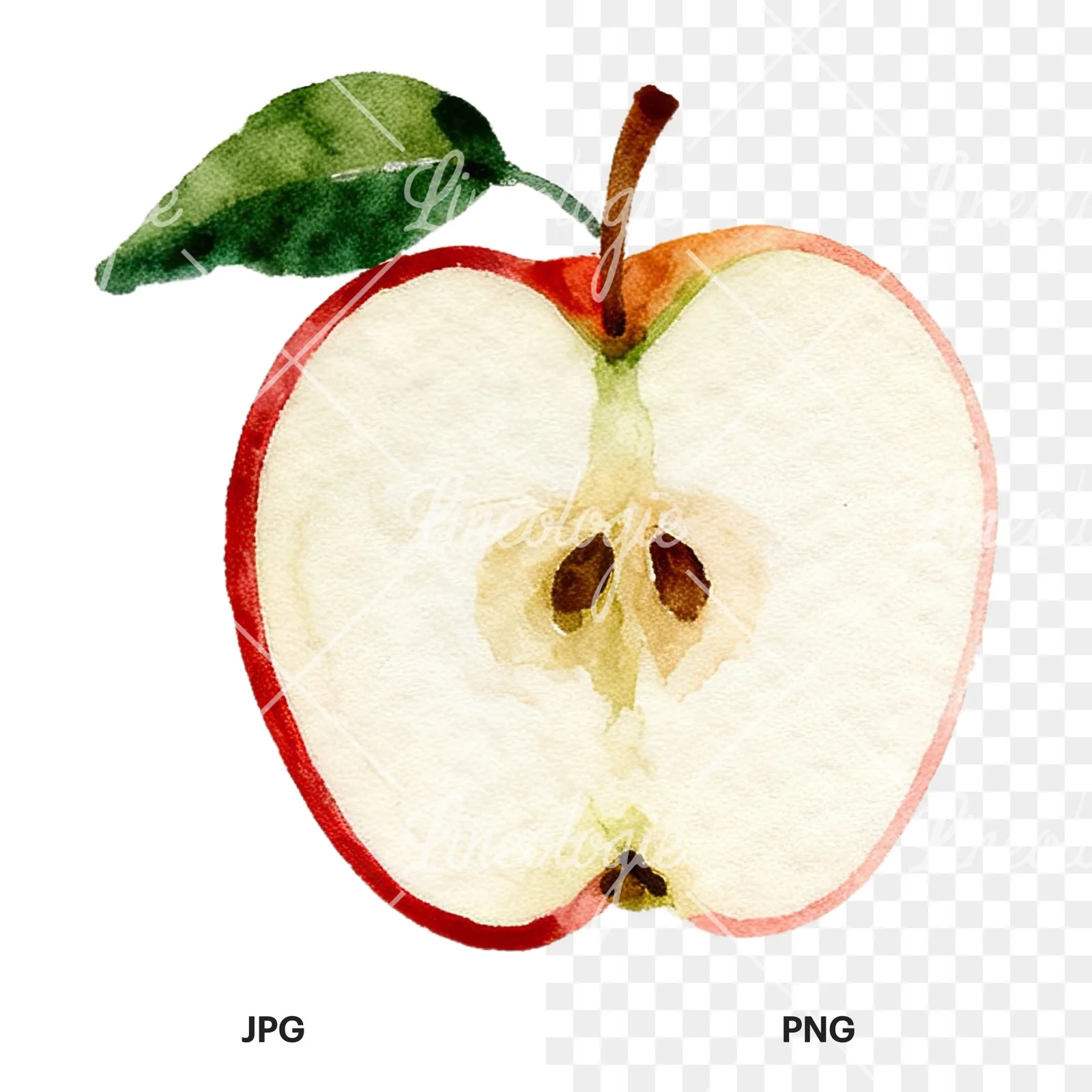 Watercolor red and green apple clipart 2 of 12, as a JPG on white and a transparent PNG