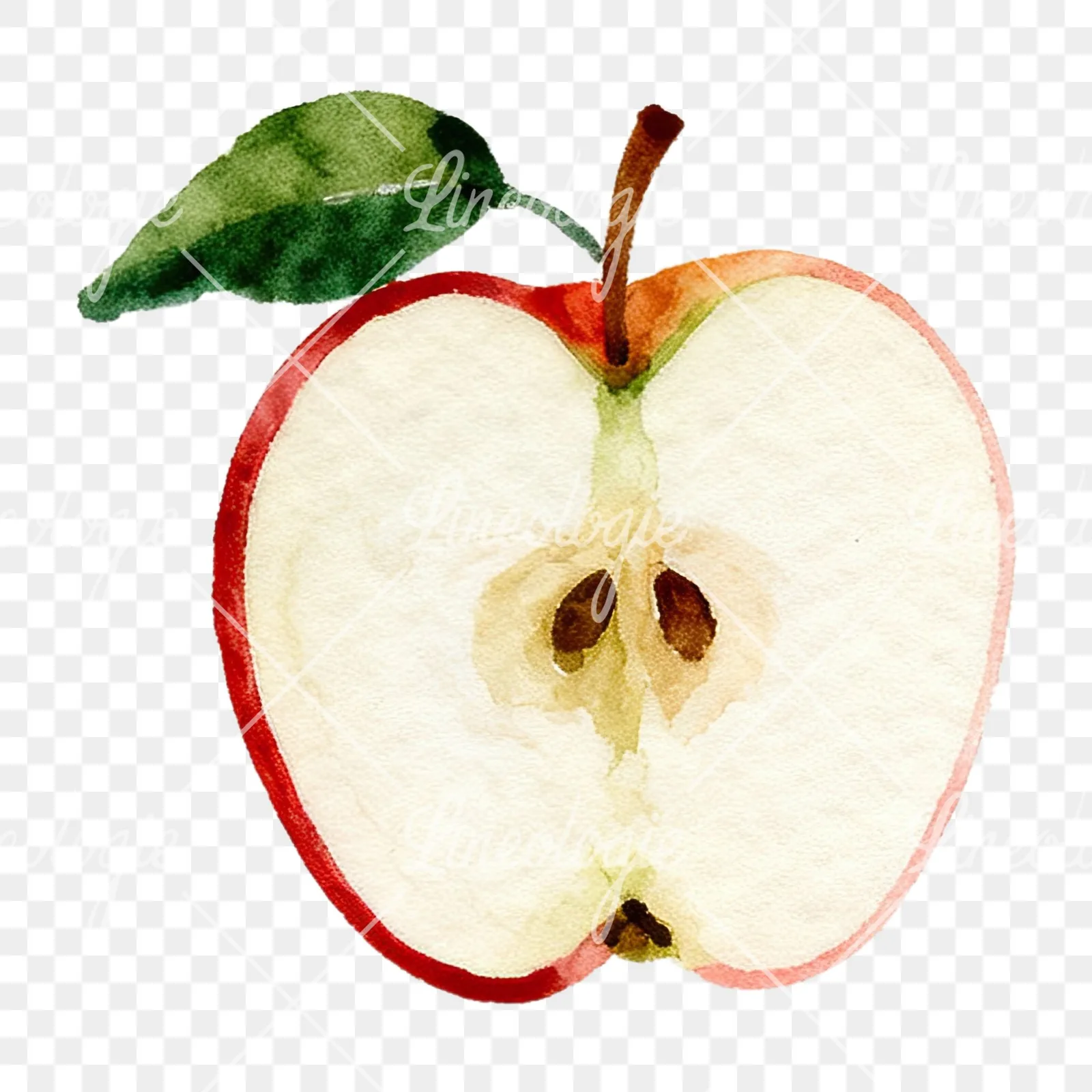 Watercolor red and green apple clipart 2 of 12 on a transparent background (PNG)