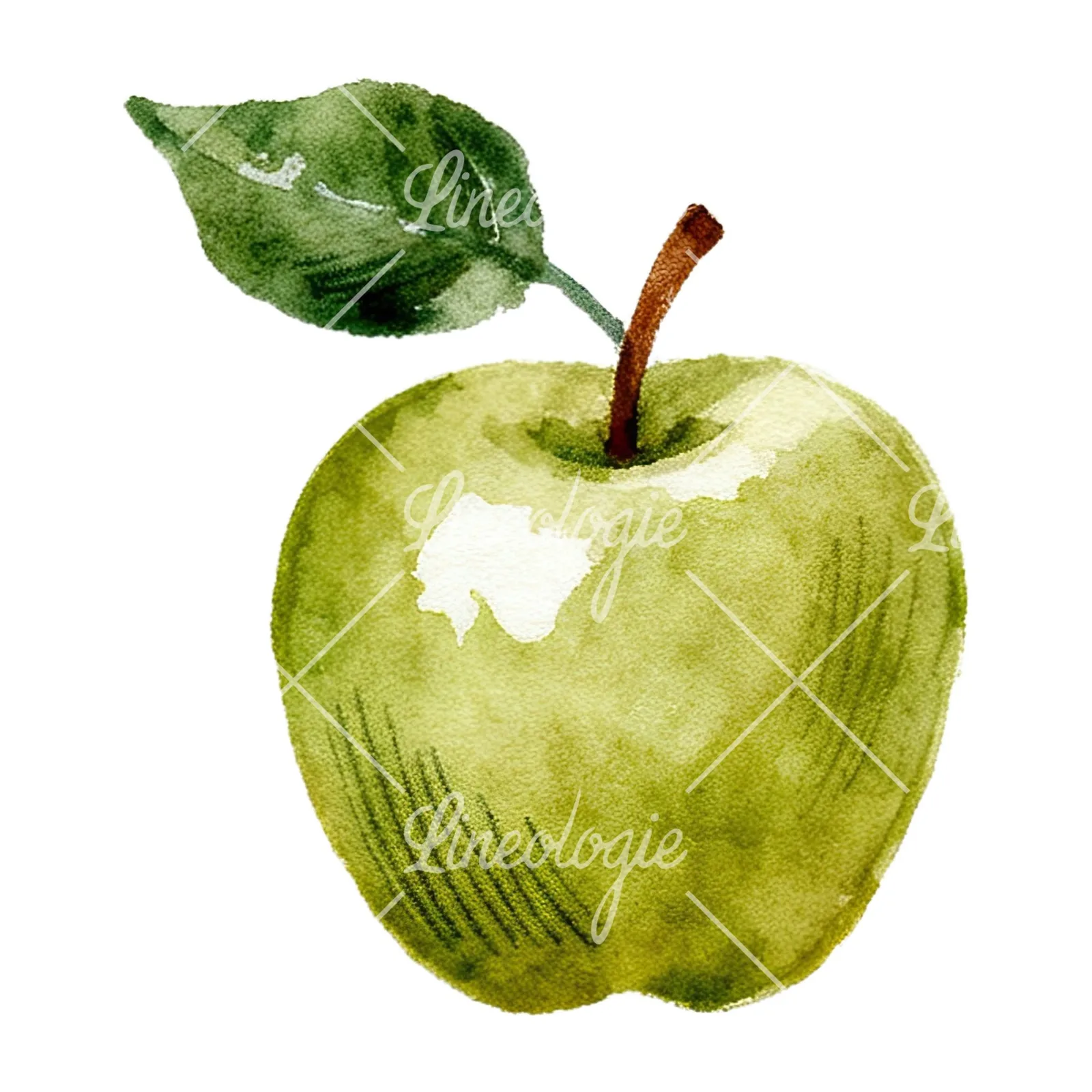 Watercolor red and green apple clipart 3 of 12 on a white background (JPG)
