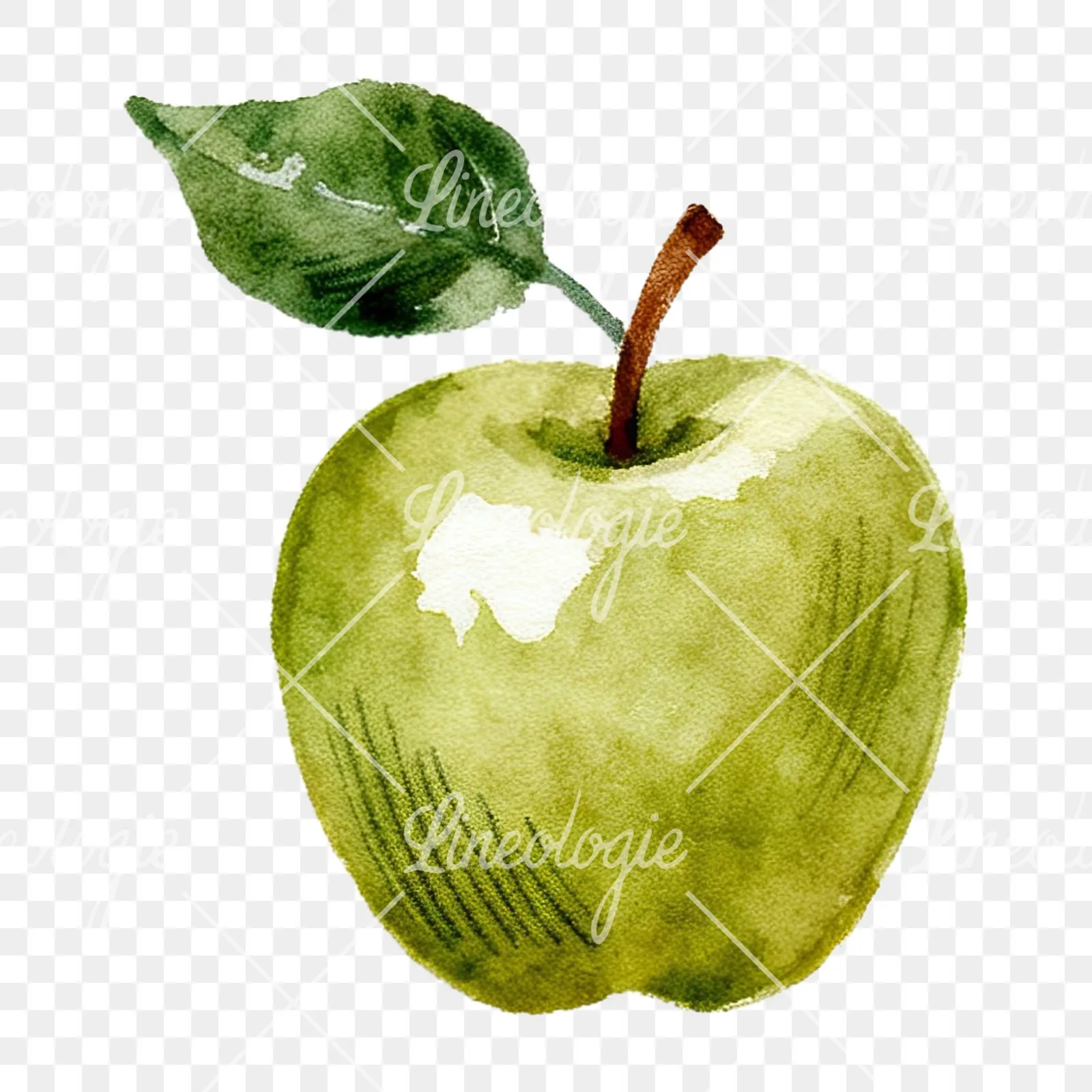 Watercolor red and green apple clipart 3 of 12 on a transparent background (PNG)
