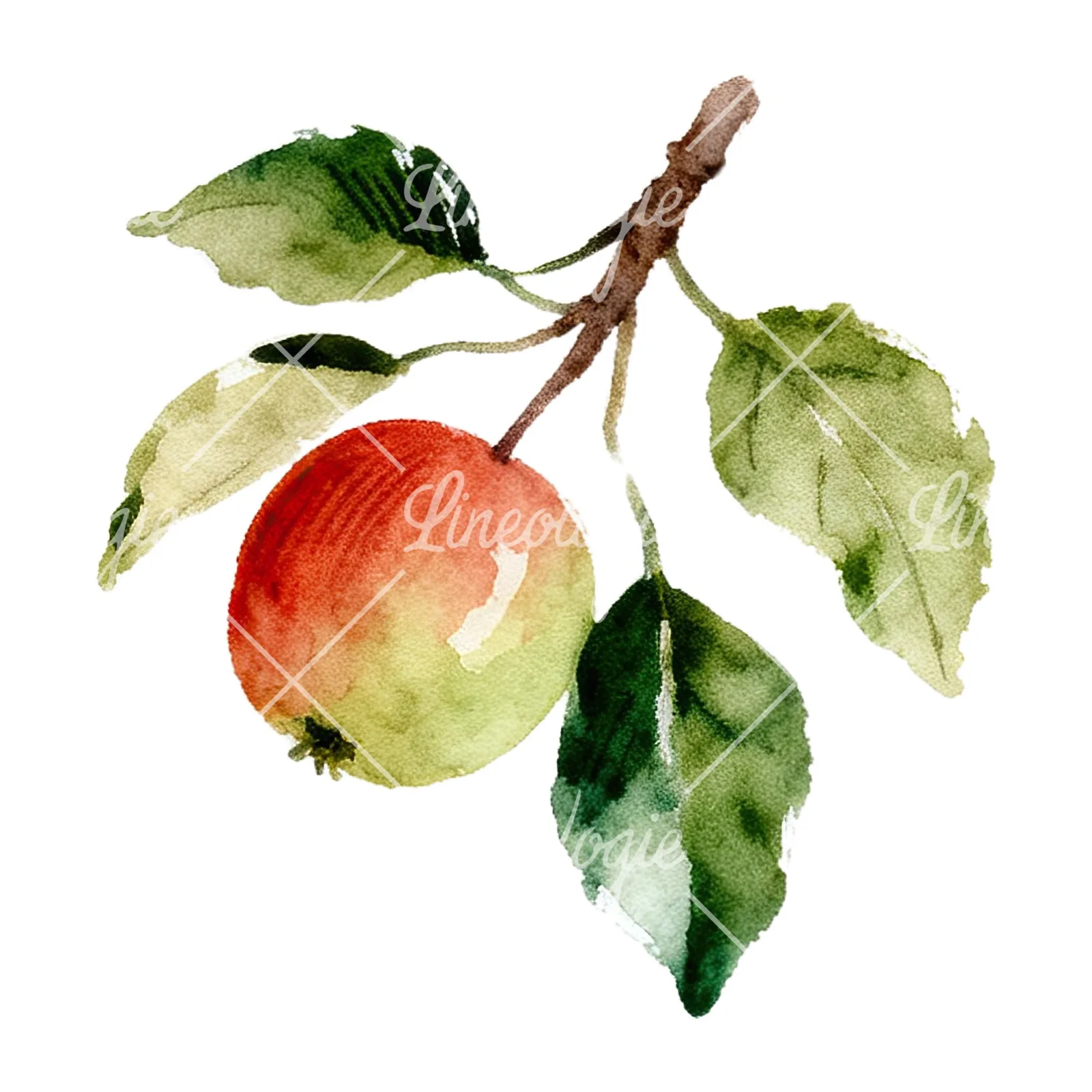 Watercolor red and green apple clipart 4 of 12 on a white background (JPG)