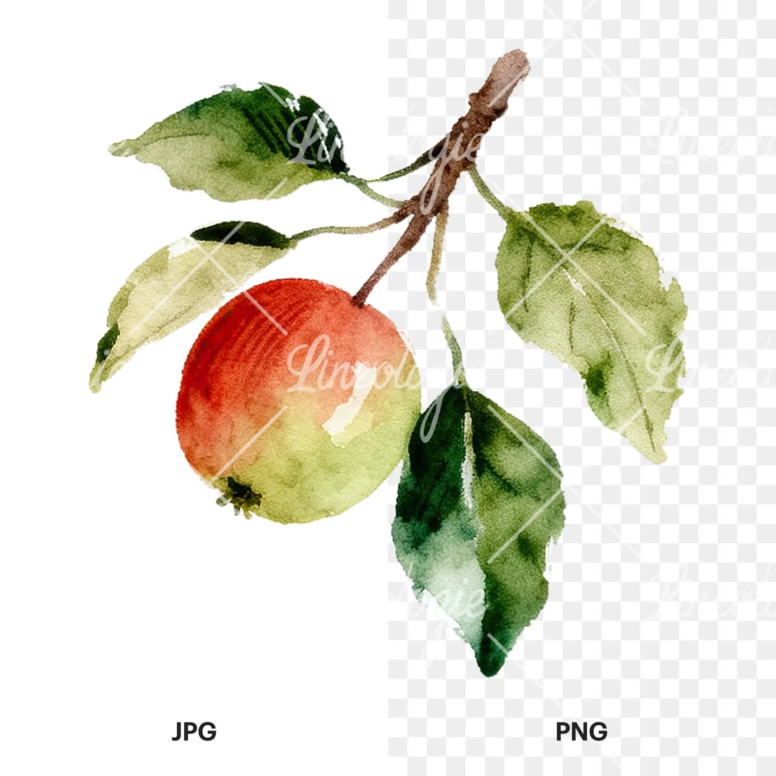 Watercolor red and green apple clipart 4 of 12, as a JPG on white and a transparent PNG