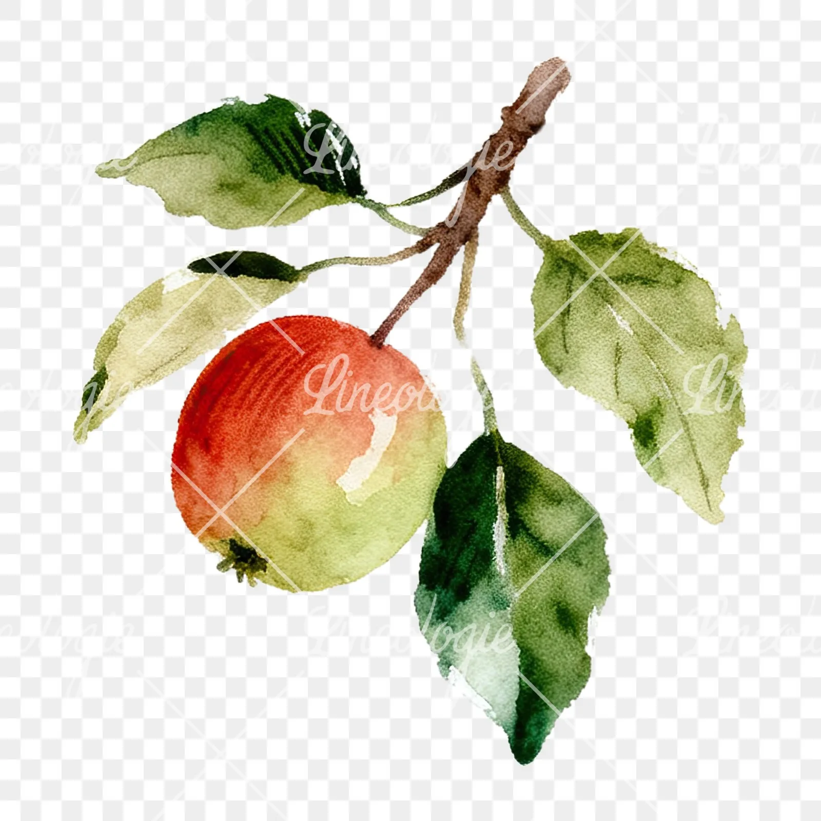Watercolor red and green apple clipart 4 of 12 on a transparent background (PNG)