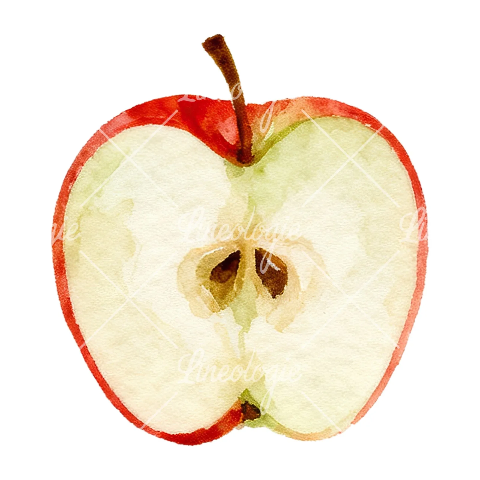 Watercolor red and green apple clipart 5 of 12 on a white background (JPG)