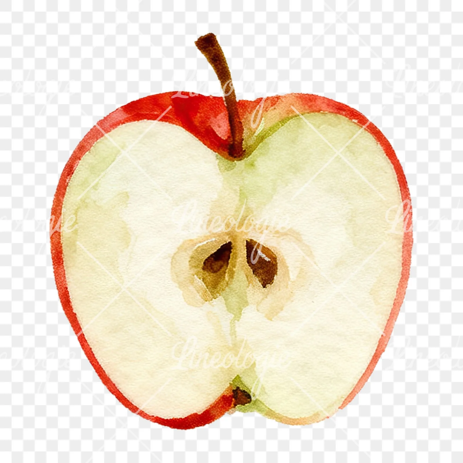 Watercolor red and green apple clipart 5 of 12 on a transparent background (PNG)