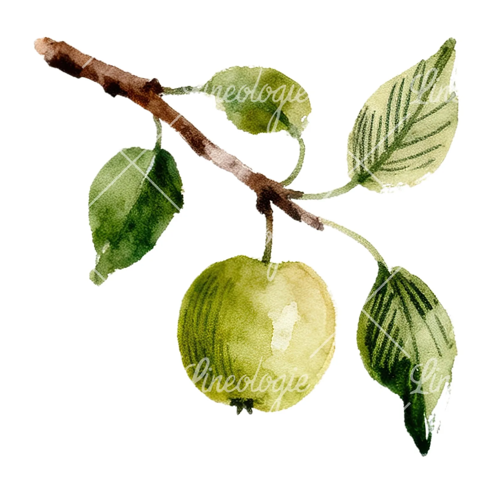 Watercolor red and green apple clipart 6 of 12 on a white background (JPG)